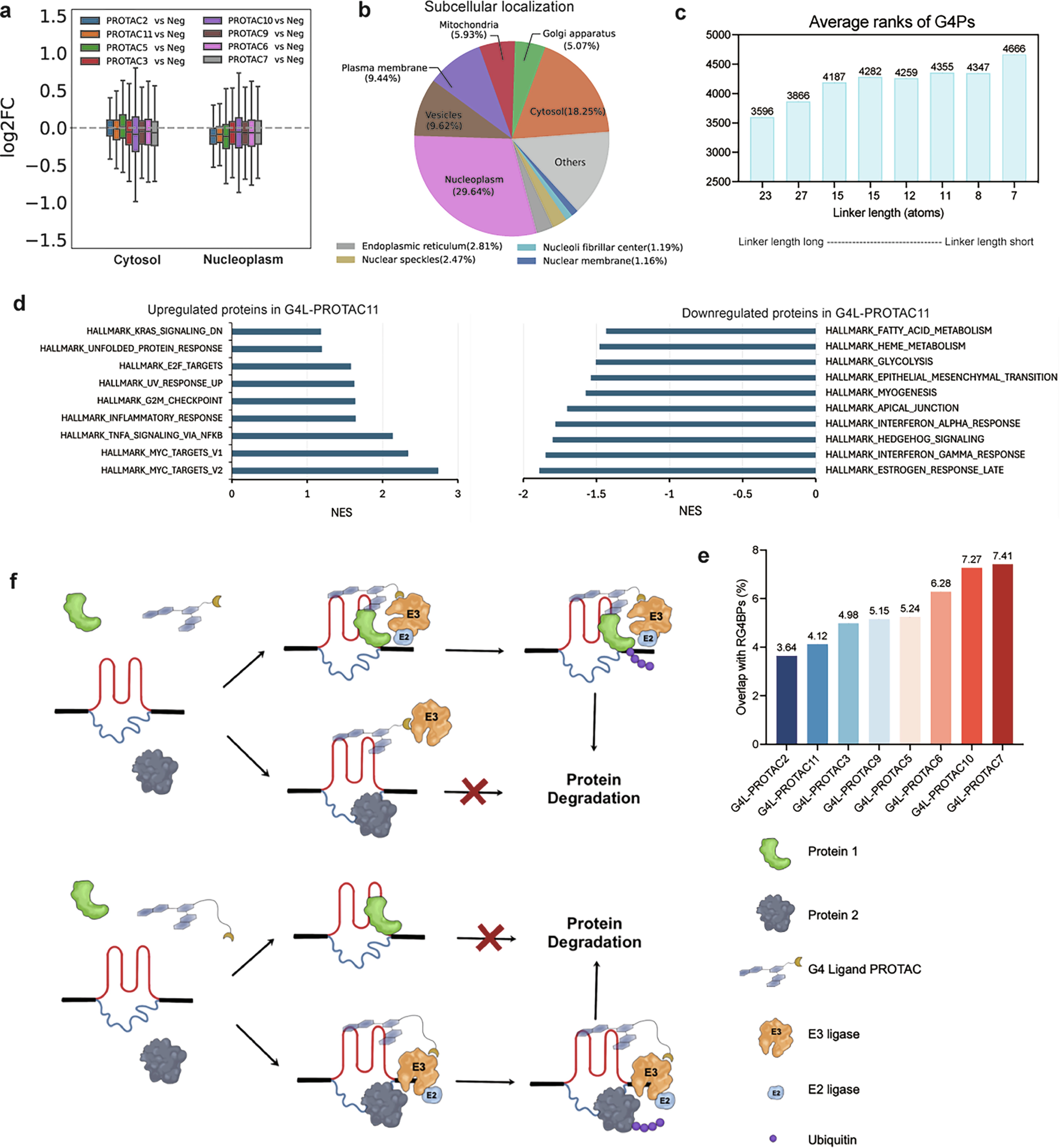 Extended Data Fig. 9: Impact of linker length on the degradation activity and subcellular targeting of G4L-PROTACs.