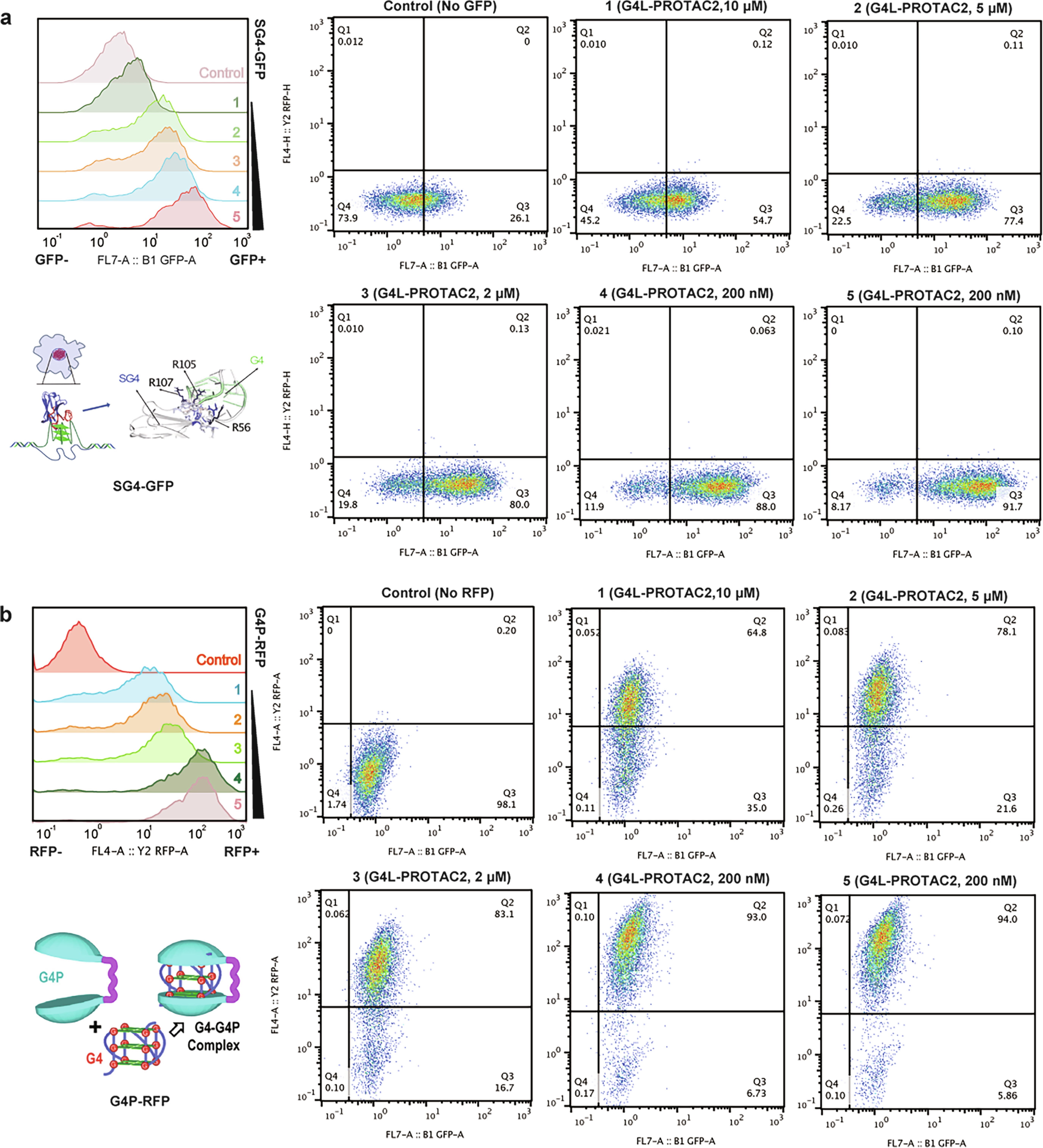 Extended Data Fig. 2: G4L-PROTACs induce degradation of exogenous G-quadruplex binding proteins.