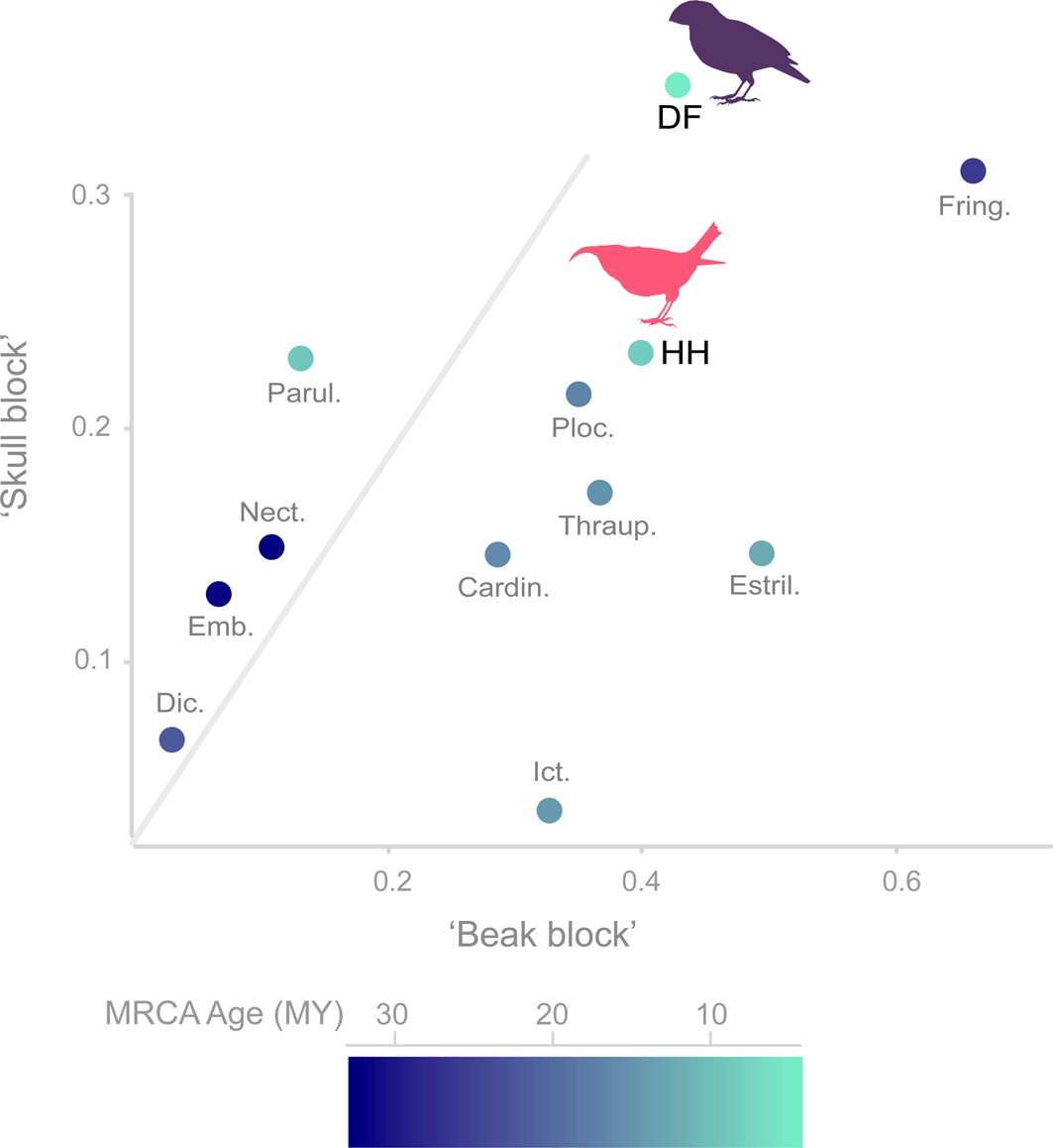 Extended Data Fig. 7: Extreme morphologies and spread along lines of least resistance for each family within the parvorder Passeroidea in our sample.