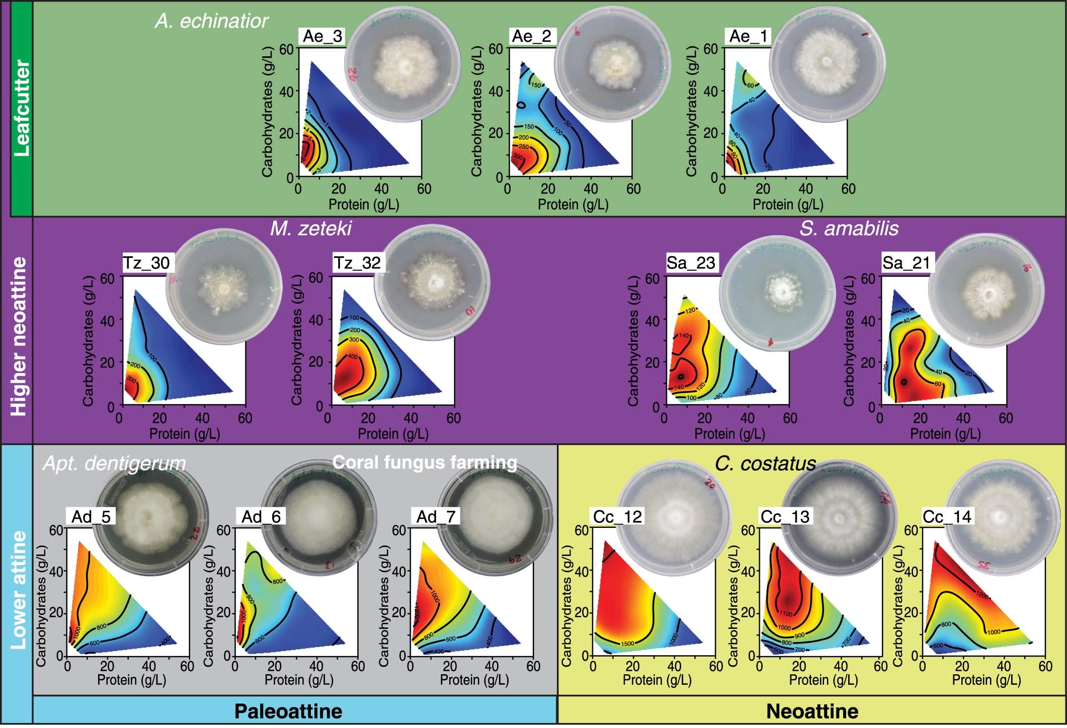 Extended Data Fig. 1: Cultivars exhibited consistent FNNs for hyphal growth when isolated from different colonies of each attine species, supporting that the heatmaps based on species means (Fig. 2, Fig. 4b,c) accurately represent each cultivar’s FNN.