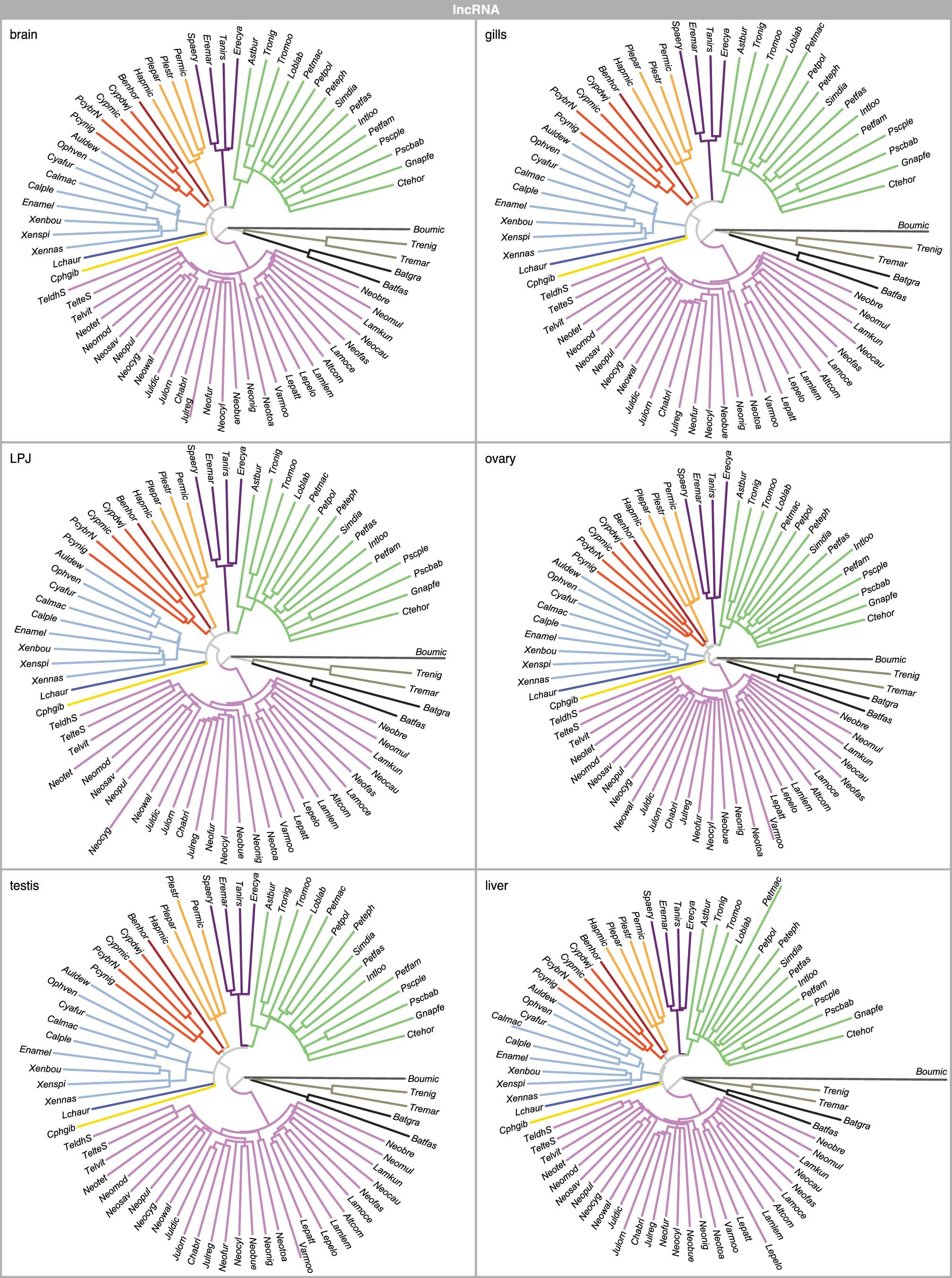 Extended Data Fig. 6: Rate of lncRNA gene expression evolution along the species tree.