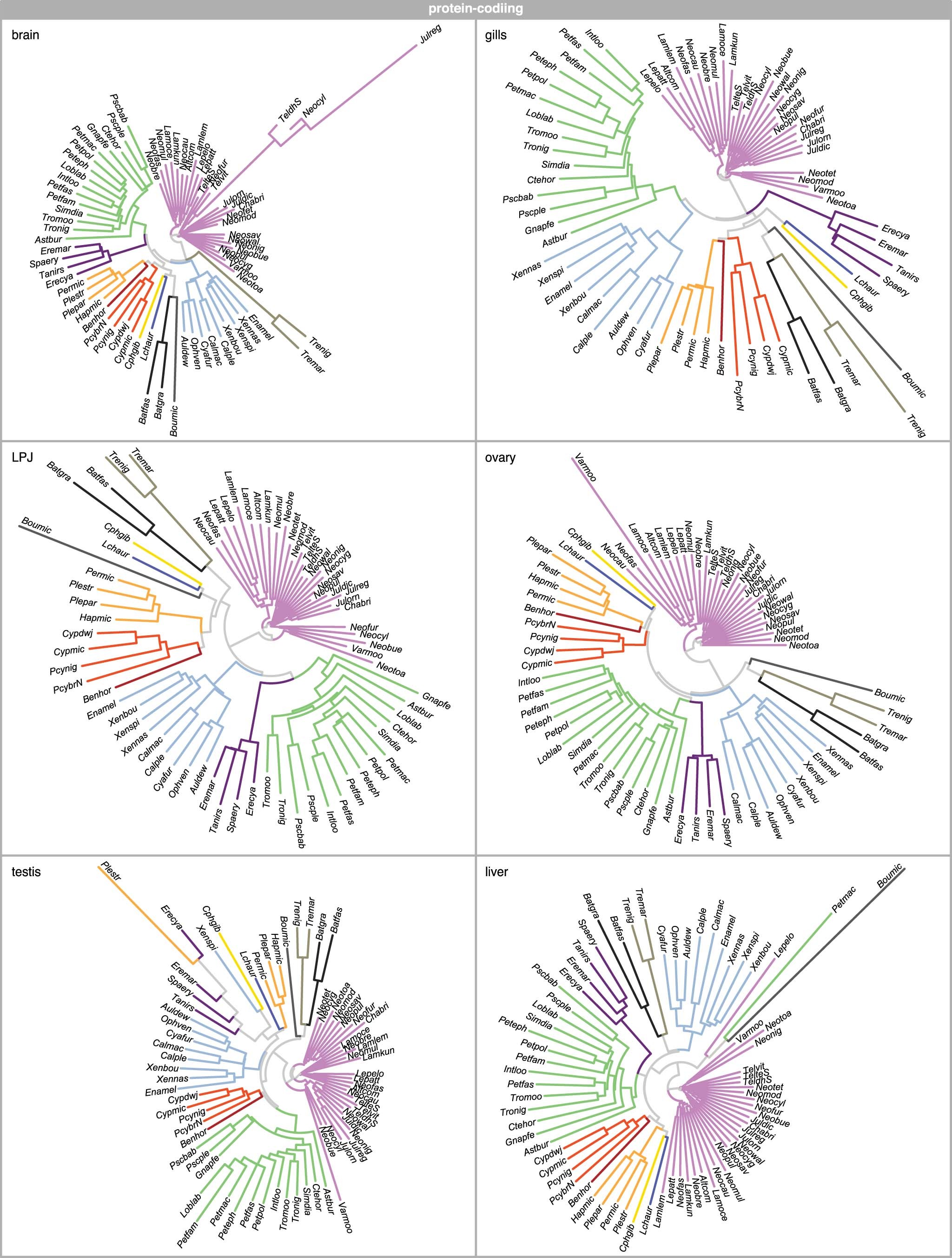 Extended Data Fig. 3: Protein-coding expression trajectories.