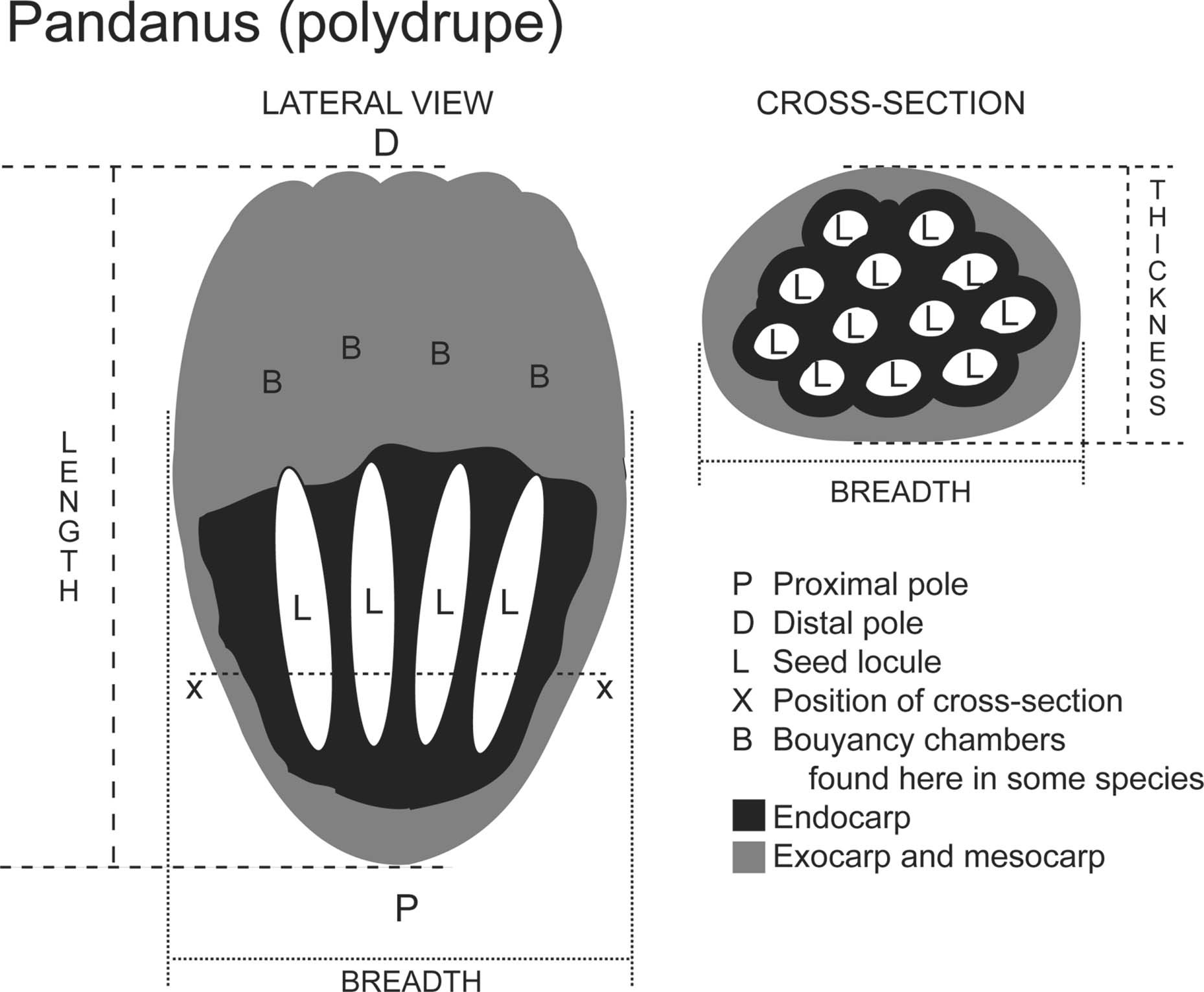Extended Data Fig. 1: Schematic of a drupe from a polydrupe or syncarpous Pandanus spp.