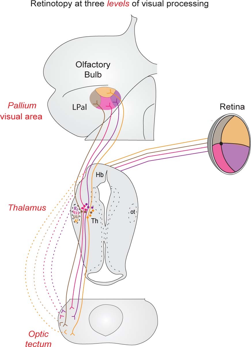 Extended Data Fig. 5