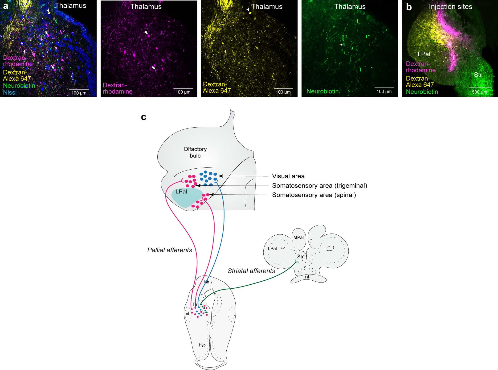 Extended Data Fig. 6