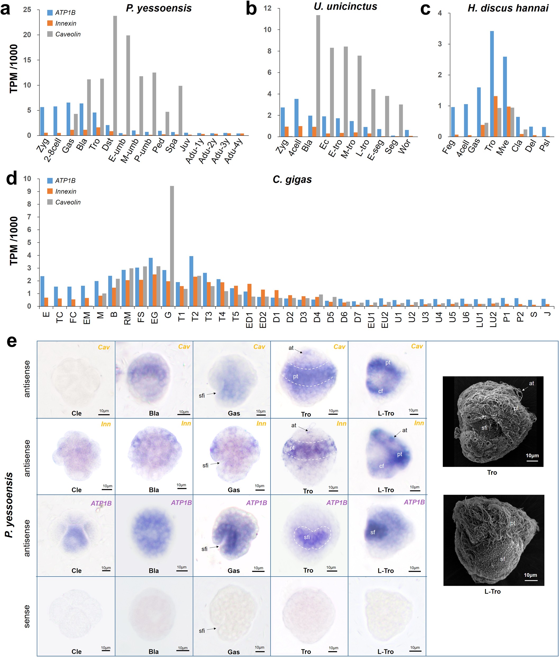 Extended Data Fig. 8: Ontogenetic expression profiling of trochozoan larva-related genes and their spatial expression in early developmental stages of scallop.