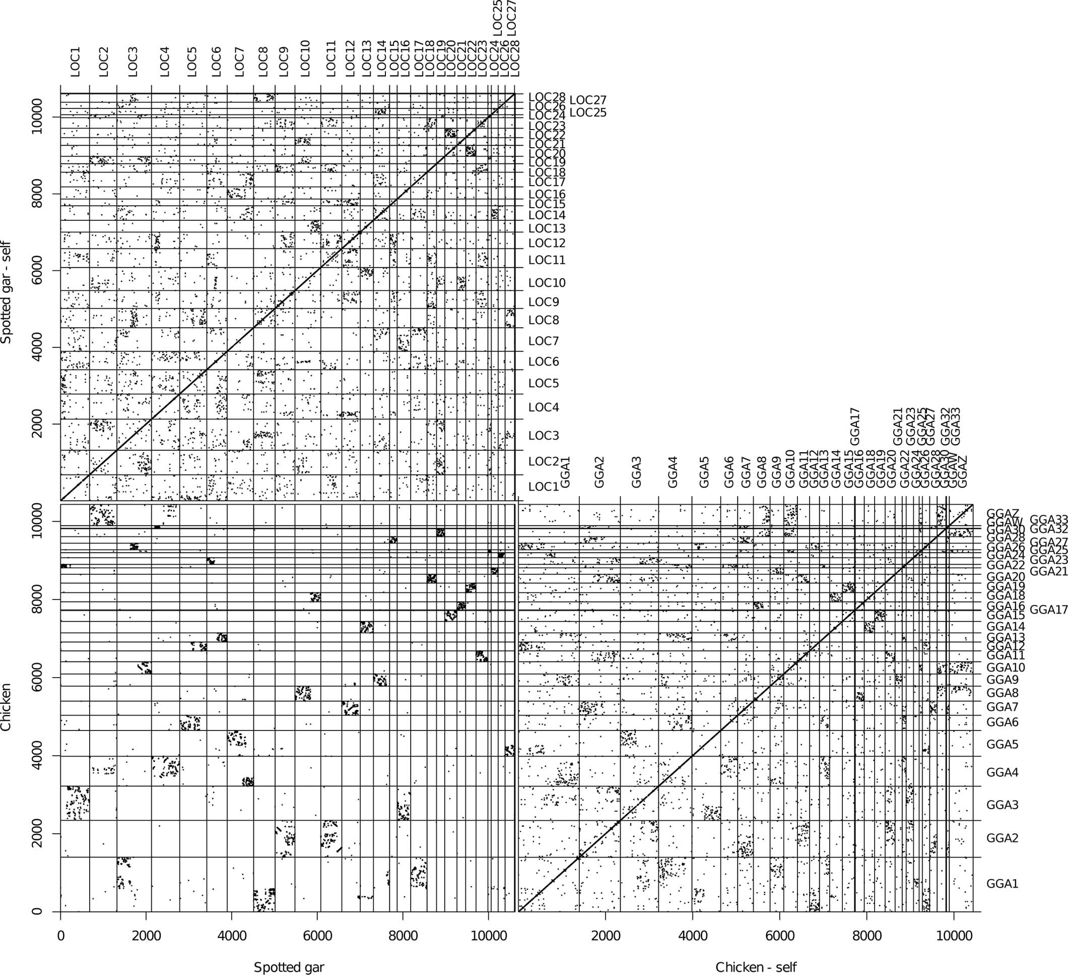 Extended Data Fig. 5: Chicken-spotted gar orthologs and paralogs.