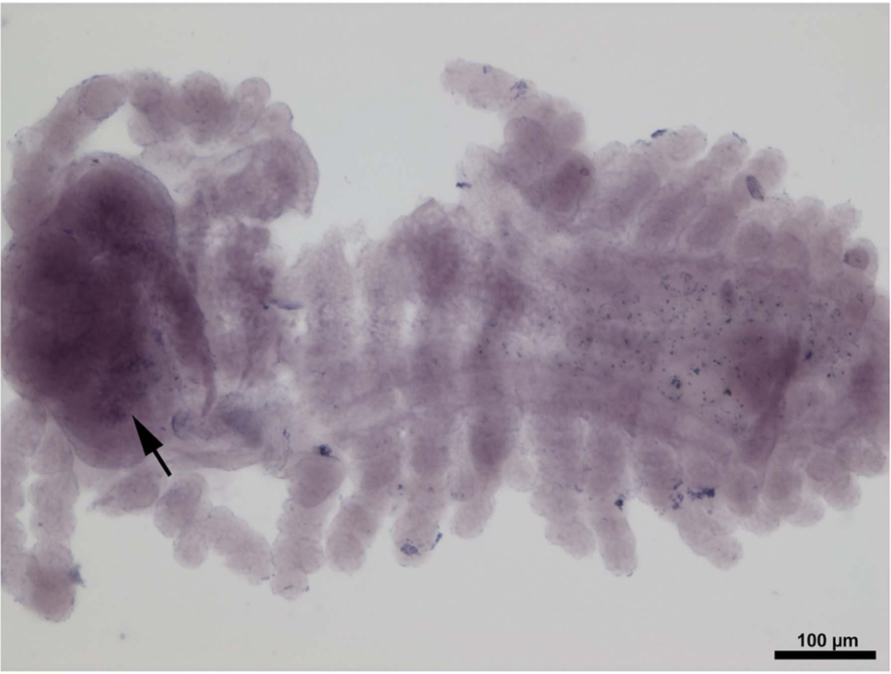 Extended Data Fig. 5: Ph-apB expression pattern.