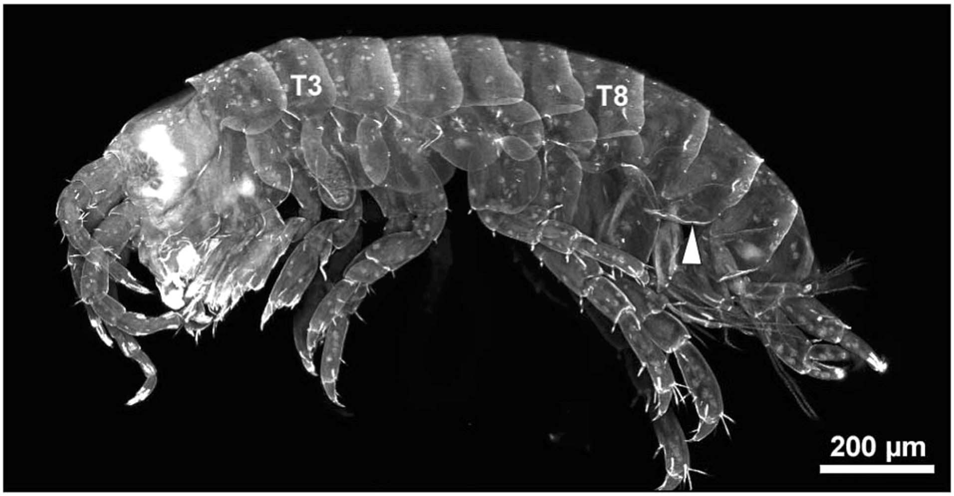 Extended Data Fig. 4: Additional images for nub KO.