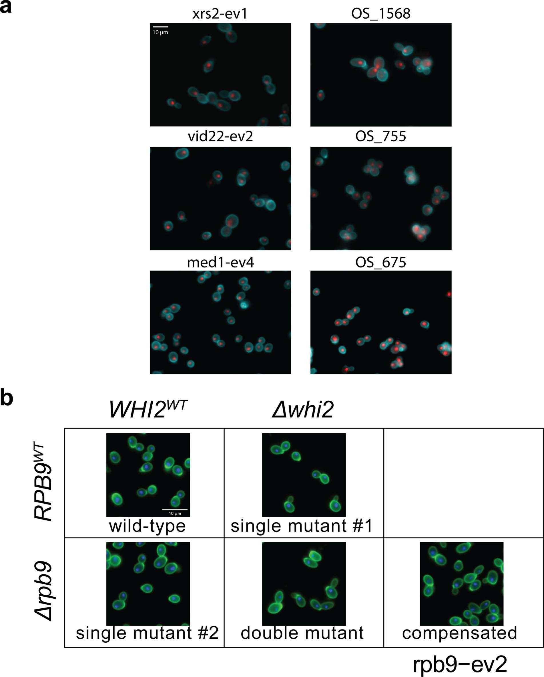 Extended Data Fig. 6: Larger field of views for microscopy images.