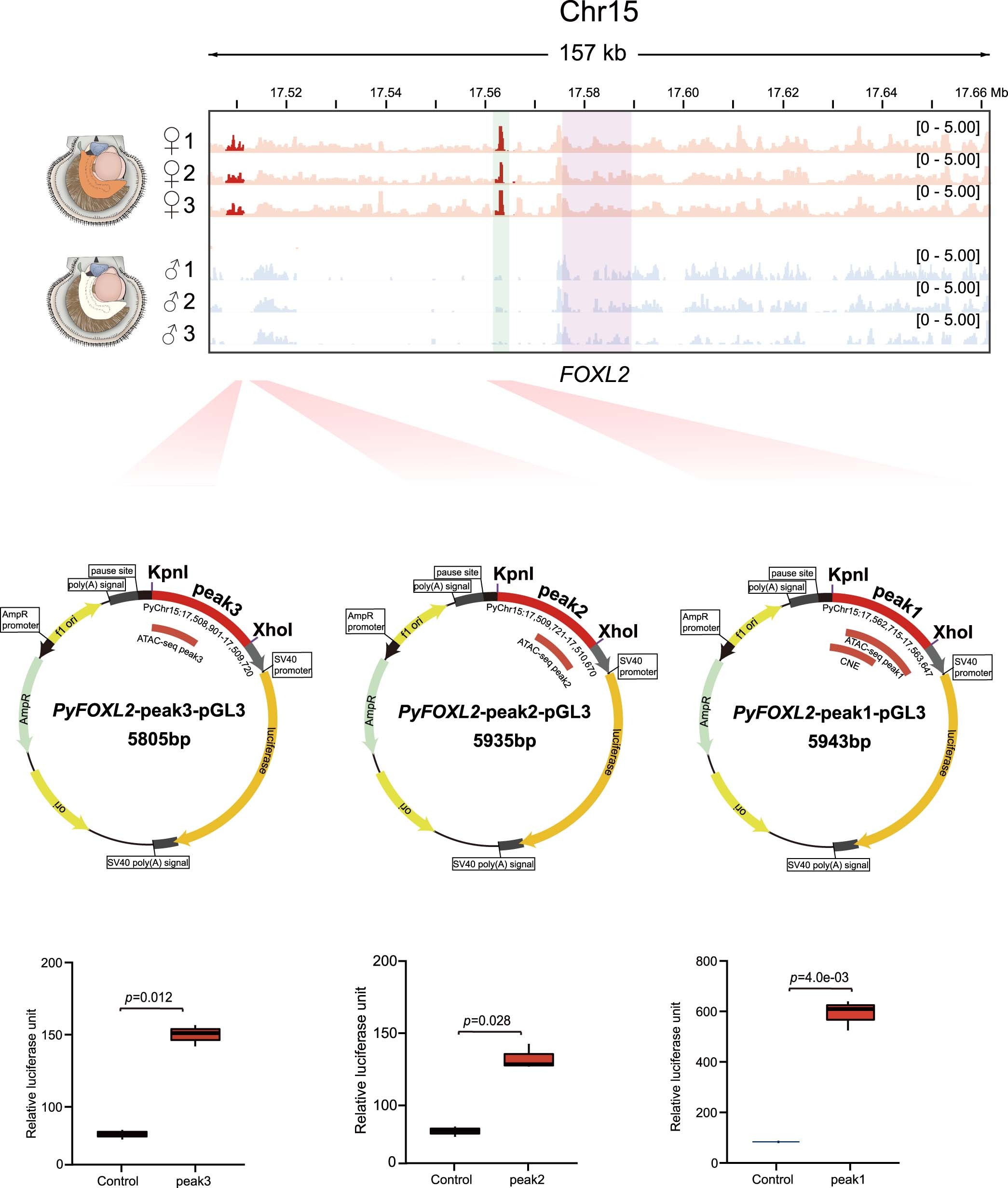 Extended Data Fig. 6: Functional characterization of the FOXL2 enhancer.
