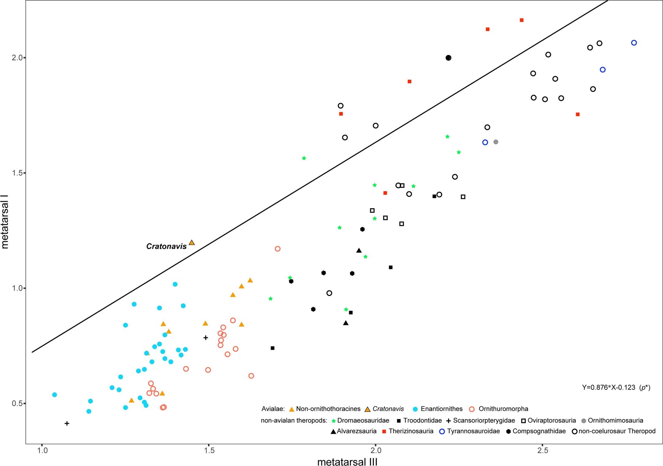 Extended Data Fig. 9: Scaling relationship between metatarsals I and III length across theropod dinosaurs.