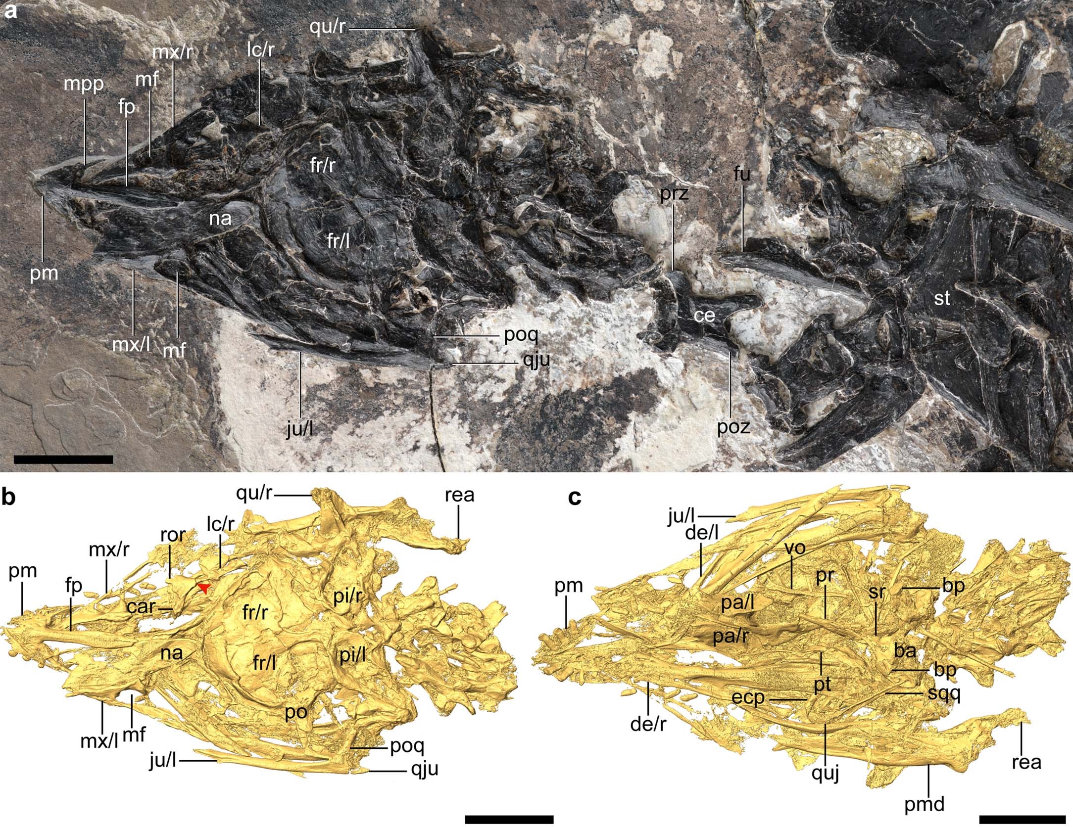Extended Data Fig. 1: Additional cranial anatomy of Cratonavis zhui, IVPP 
                        V31106
                        
                      .