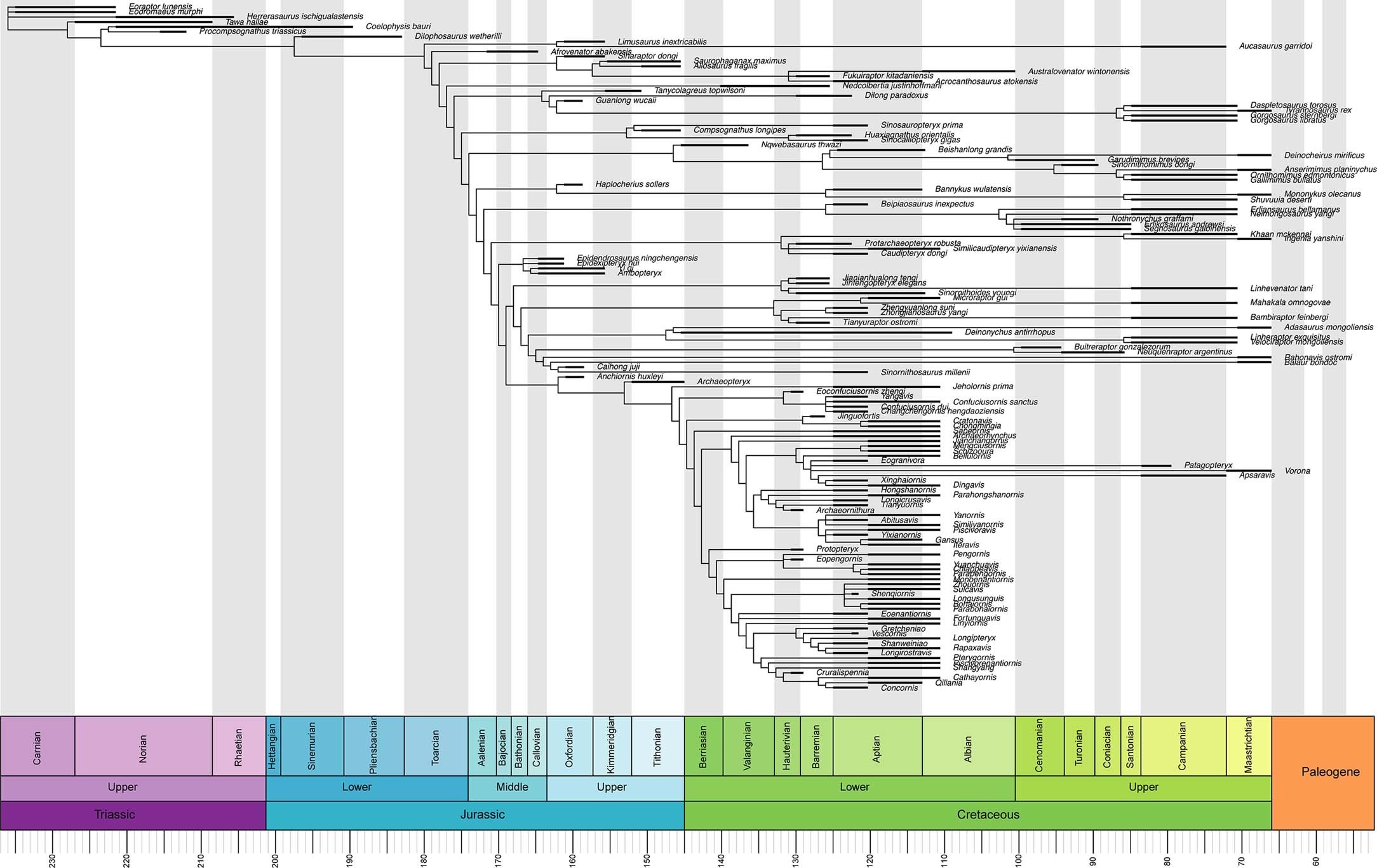 Extended Data Fig. 4: Time-calibrated phylogeny of theropod dinosaurs.