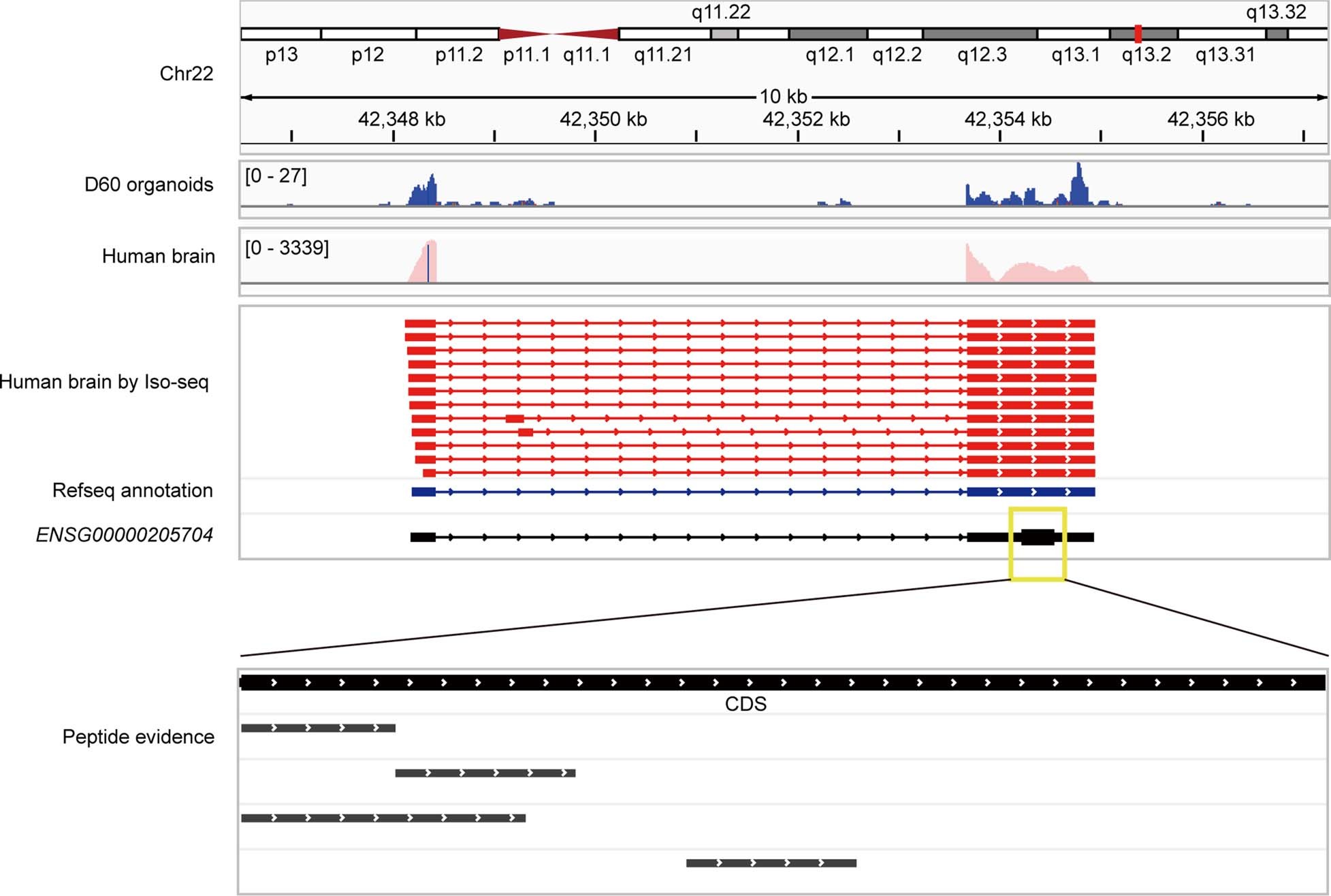 Extended Data Fig. 6: The expression of ENSG00000205704 in human.