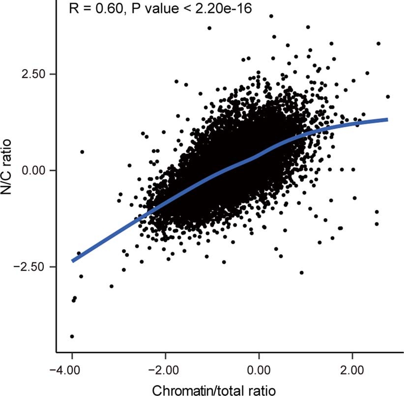 Extended Data Fig. 1: Comparison between Chromatin/total ratio and N/C ratio in quantifying levels of RNA nuclear export.