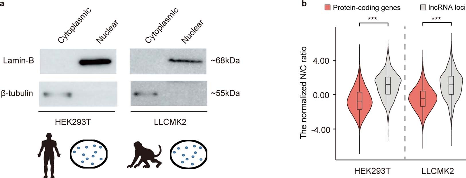 Extended Data Fig. 2: Subcellular distribution of mRNAs and lncRNAs in cell lines of human and rhesus macaque.