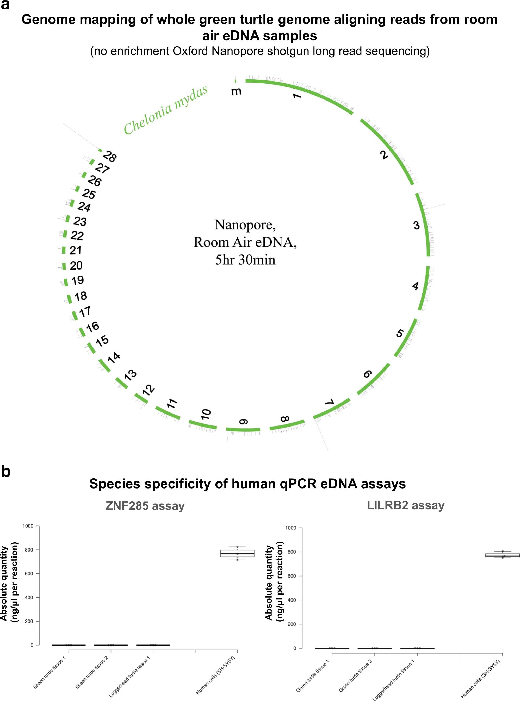 Extended Data Fig. 9: Green sea turtle genome coverage map from room air eDNA, and human qPCR assay cross-reactivity qPCR.