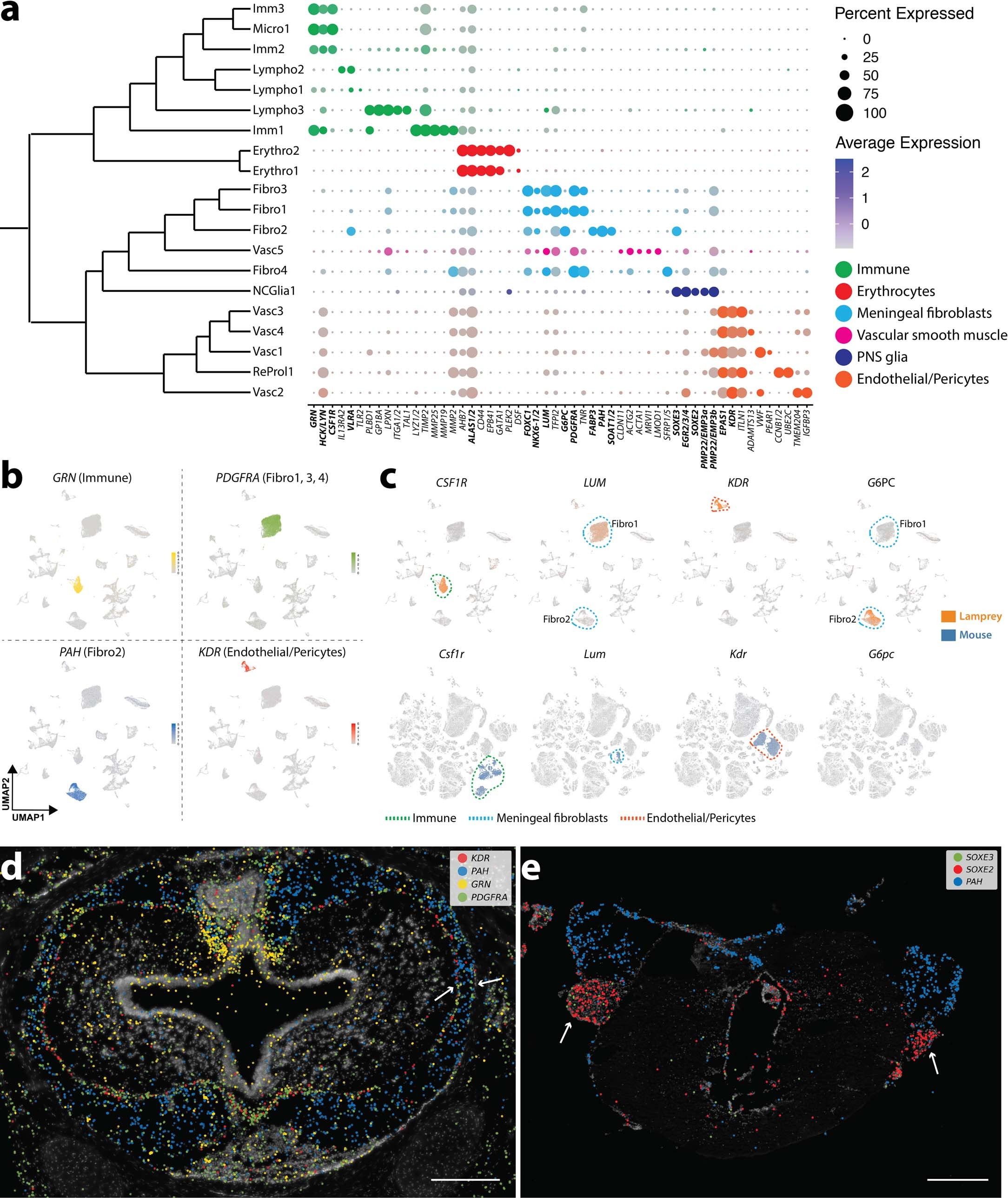 Extended Data Fig. 8: Blood, vascular, and PNS cells.