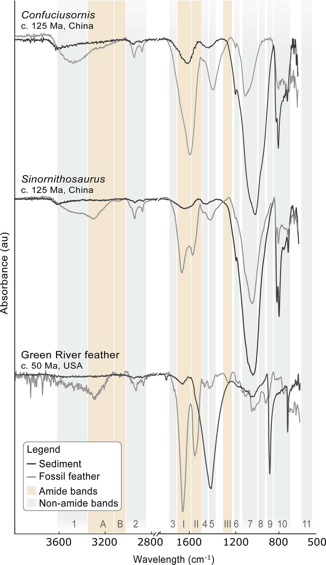 Extended Data Fig. 2: FTIR data for the sedimentary matrix of the fossil feathers analysed.