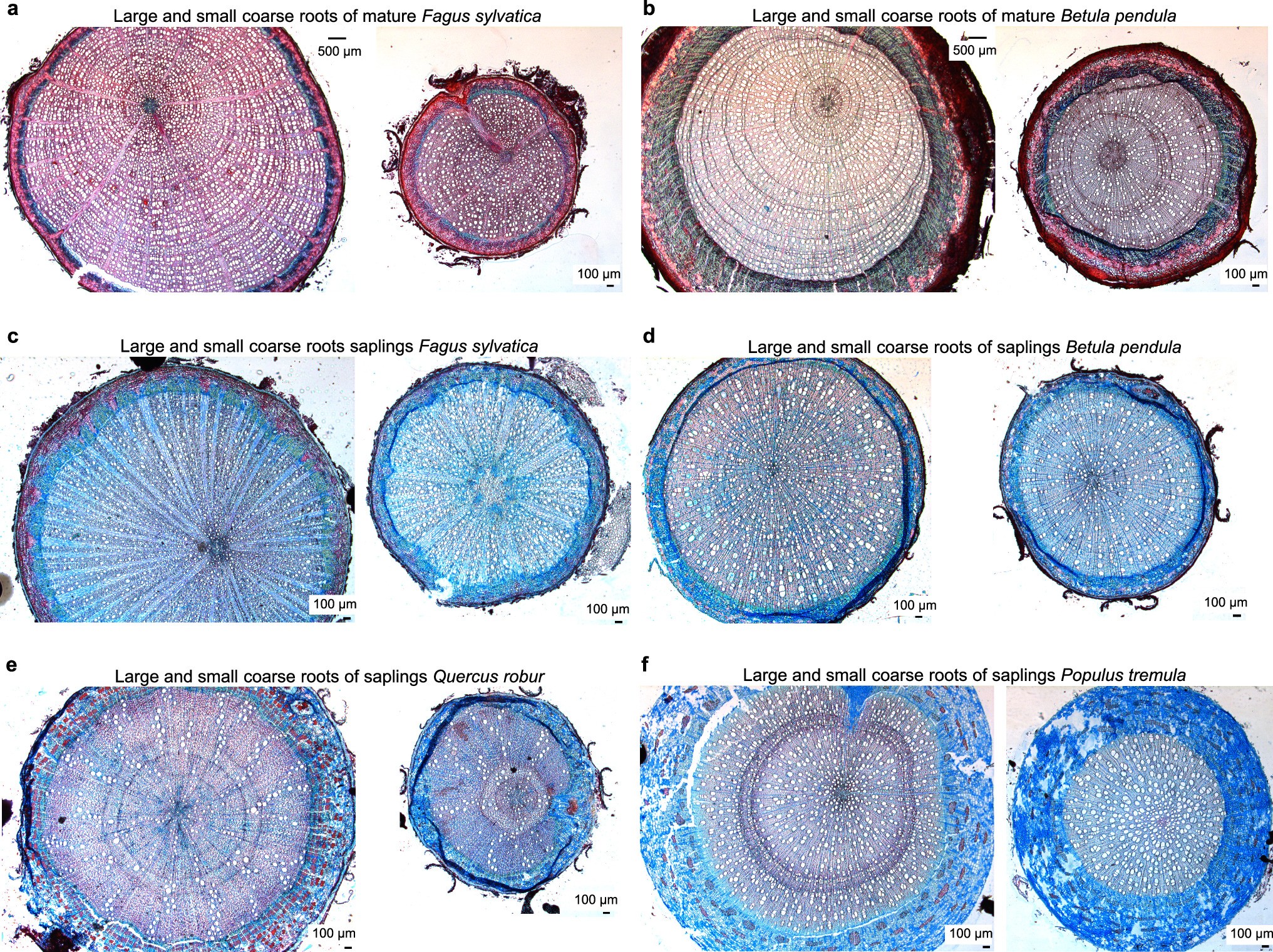 Extended Data Fig. 1: Cross sections of one large (ca. 7-9 mm diameter) and one small (ca. 3 mm diameter) coarse root on mature trees and saplings of temperate angiosperm species.