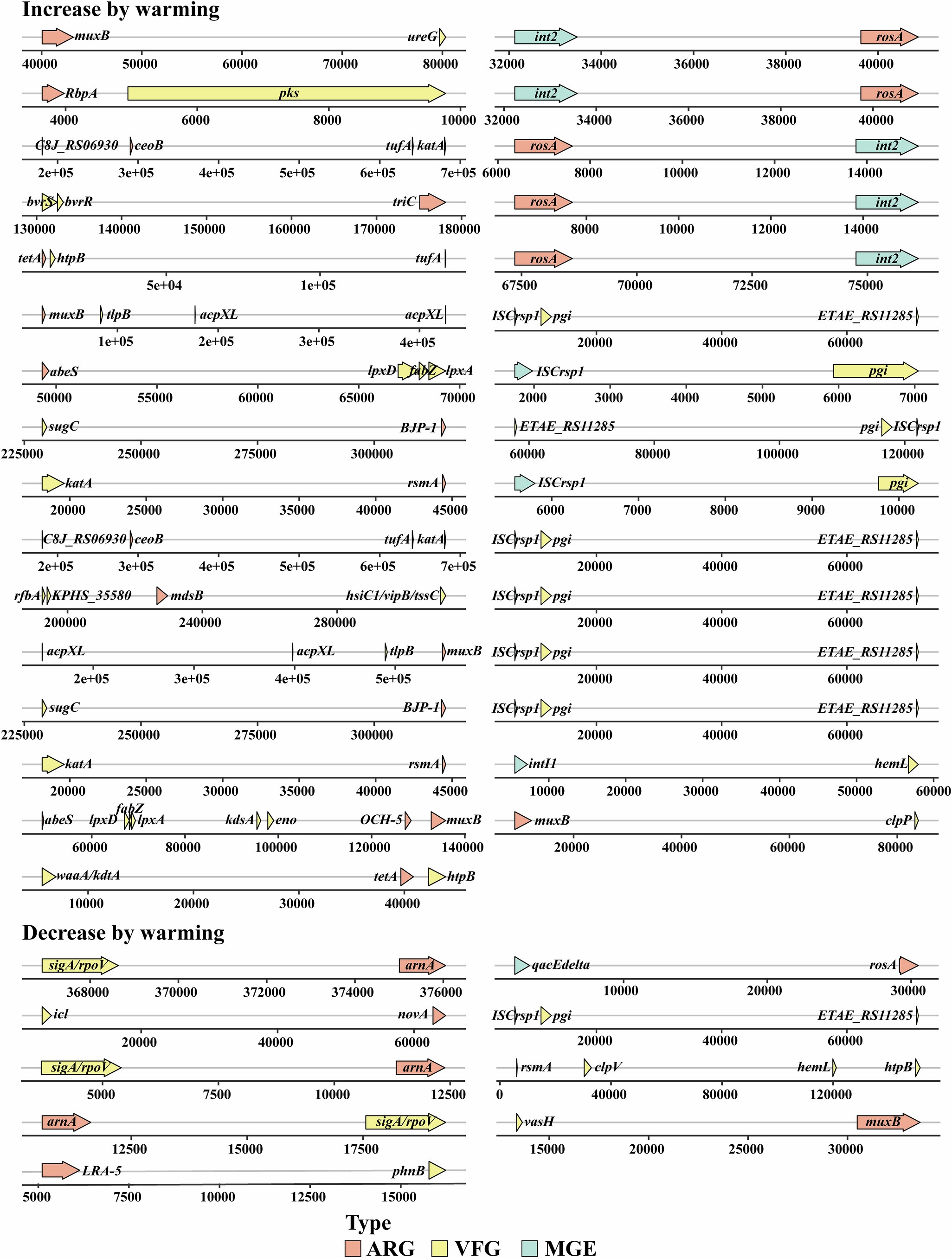Extended Data Fig. 8: The co-occurrence patterns of ARGs, MGEs and VFGs on the contigs in the 84 potential ‘high-risk’ bacteria.