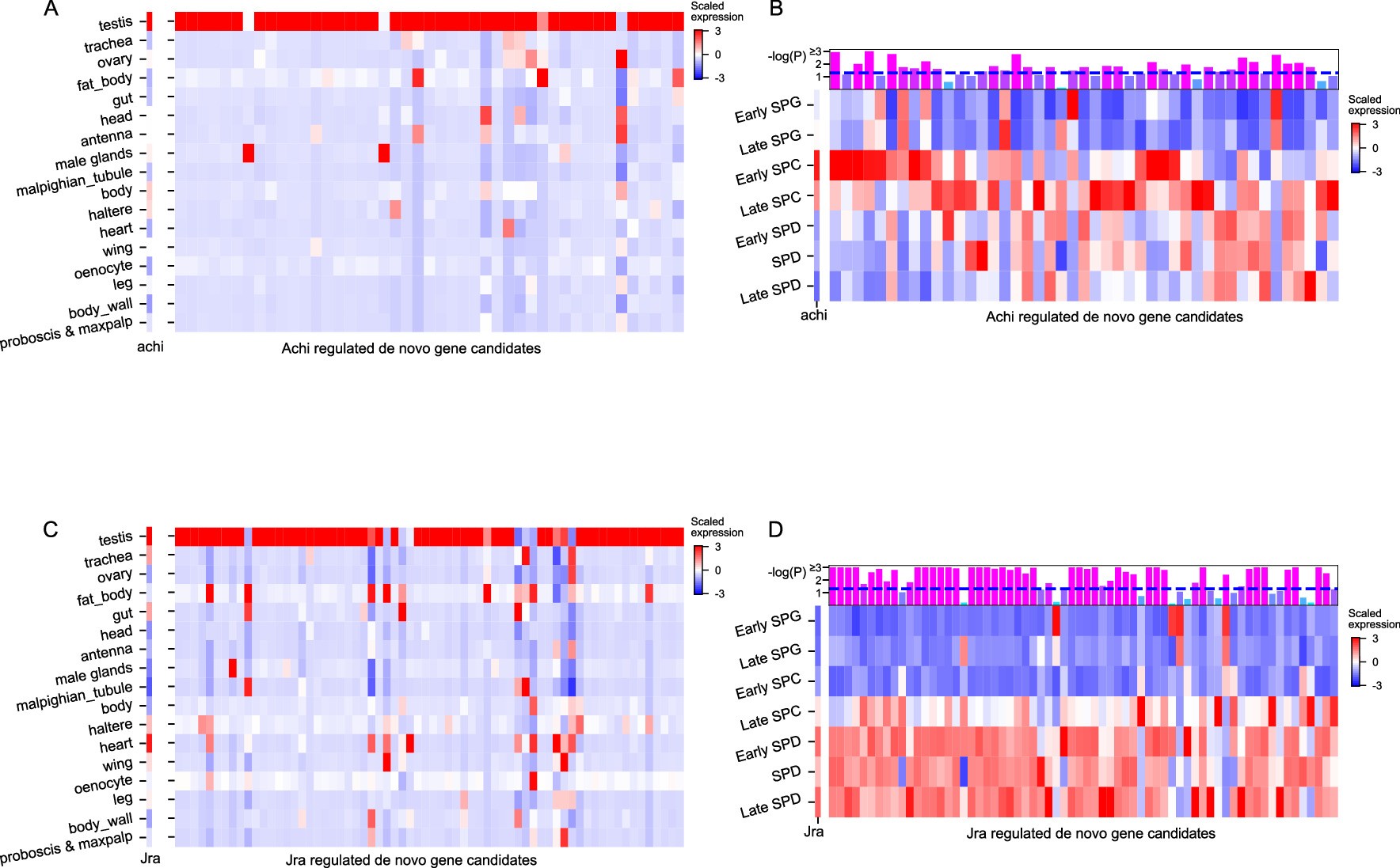 Extended Data Fig. 4: Expression pattern of achi, Jra, and de novo genes predicted to be regulated by Achi and Jra.