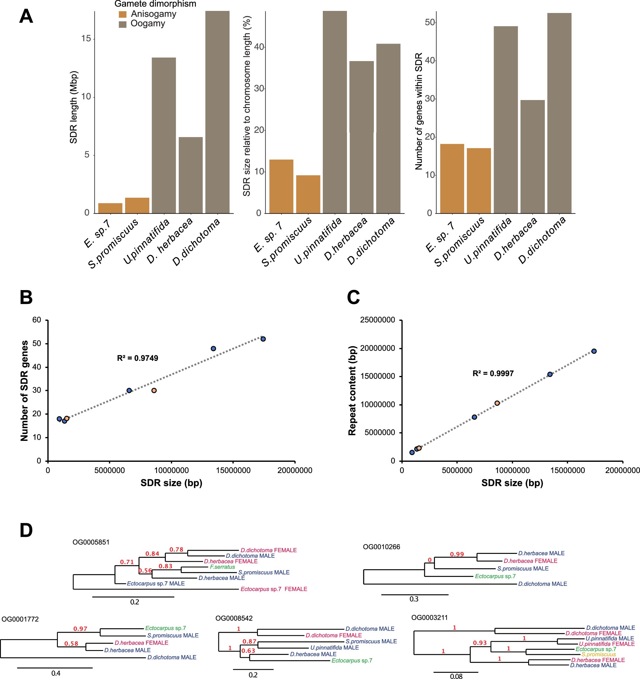Extended Data Fig. 2: SDR size differences and detection of independently-acquired V-SDR genes across species.
