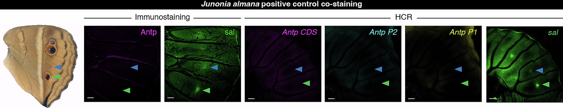 Extended Data Fig. 2