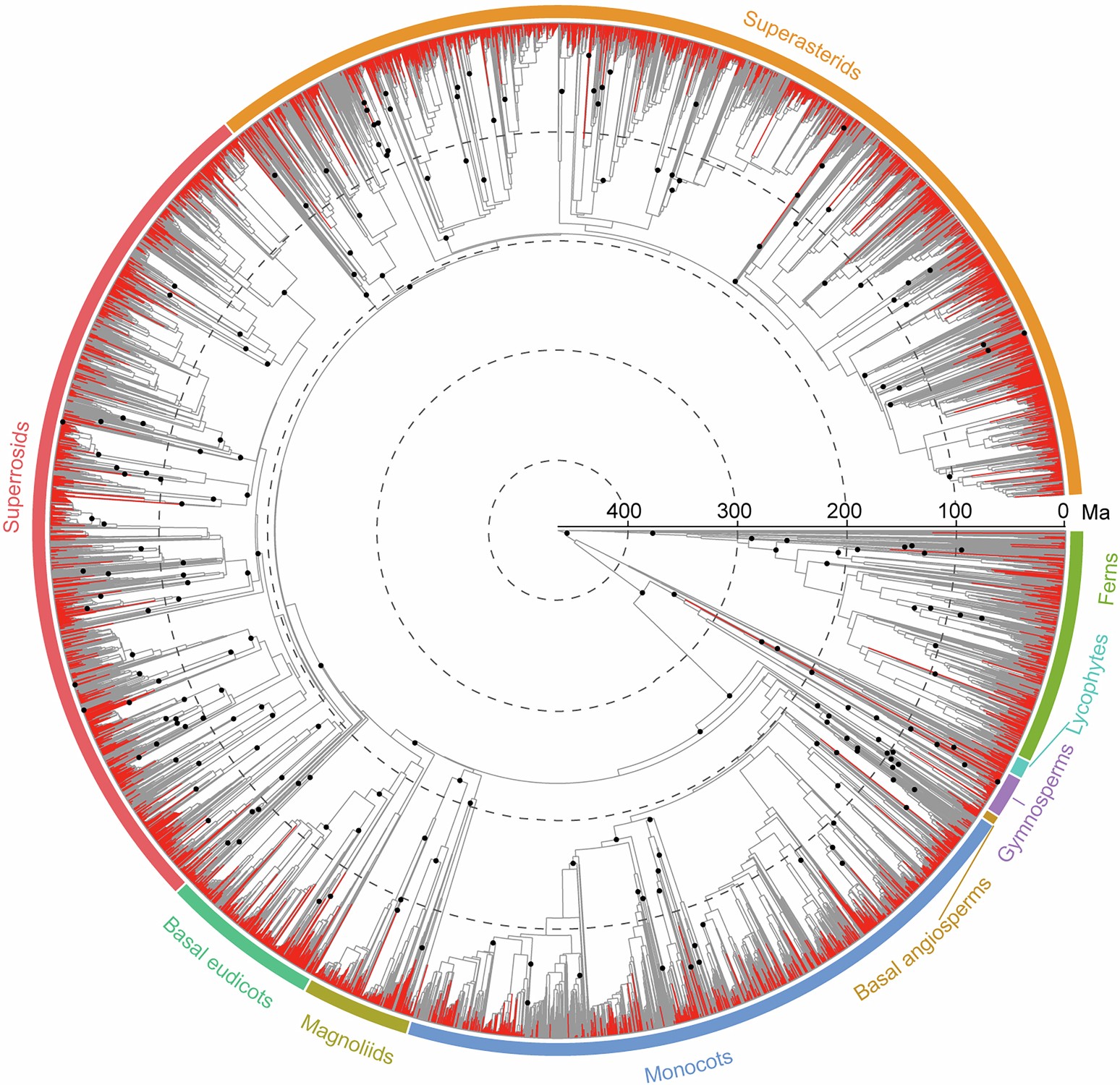 Extended Data Fig. 3: Dated phylogeny of Chinese vascular plants estimated in treePL with 220 calibrations.