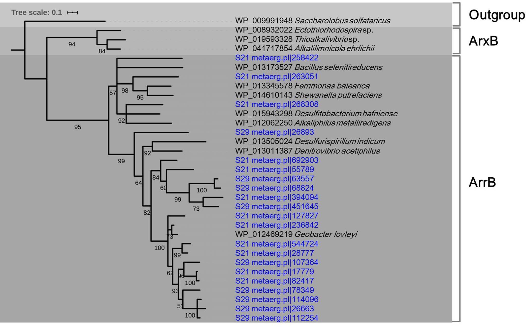 Extended Data Fig. 5: Phylogeny of respiratory arsenate reductase beta subunit (ArrB) and closely related anaerobic arsenite oxidase beta subunit (ArxB).