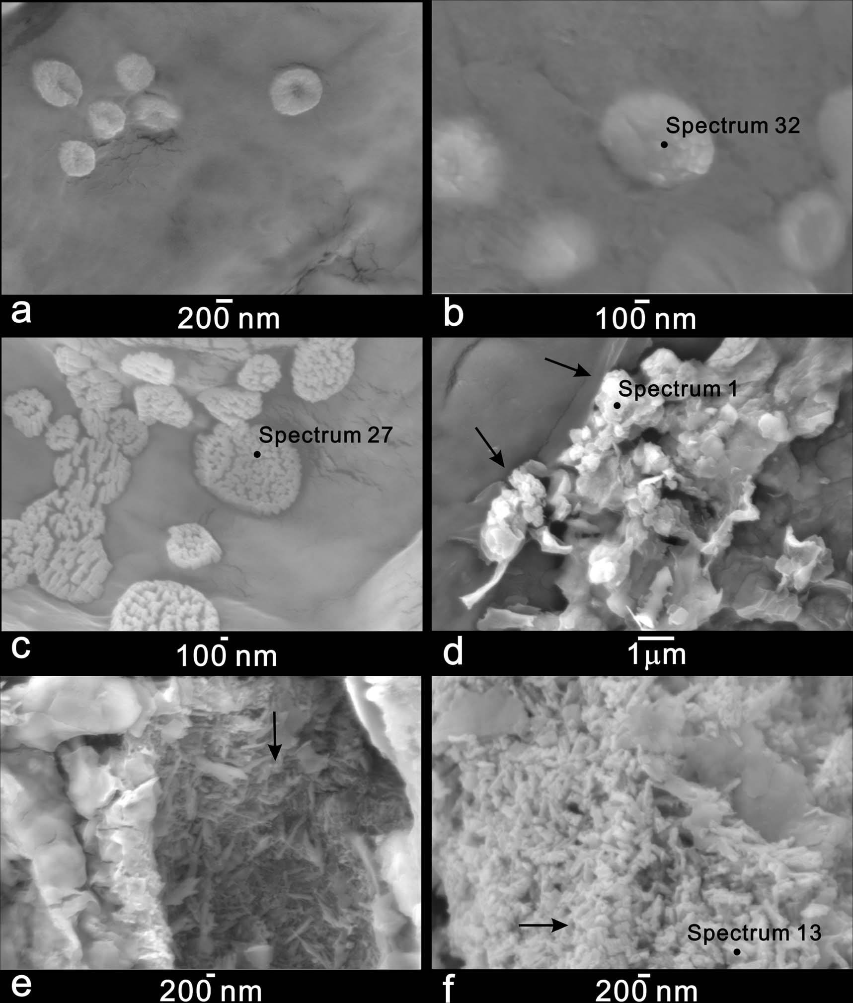 Extended Data Fig. 3: SEM images of CaCO3 precipitates on the leaf surface of Vallisneria americana collected from Susquehanna Flats in 2018.