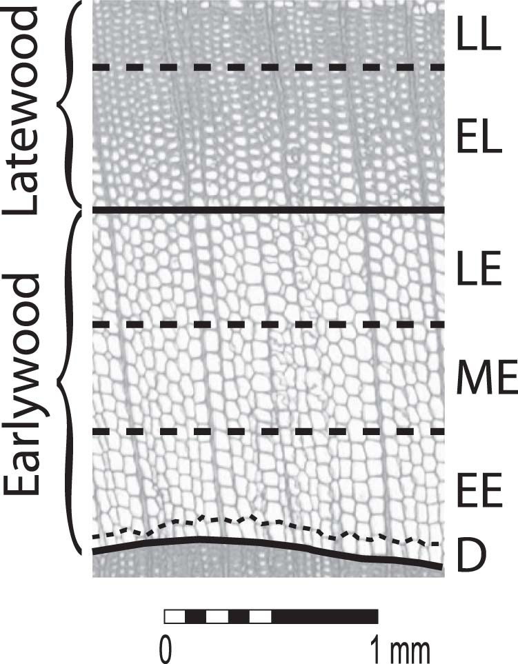 Extended Data Fig. 1: Subdivision of annual increment of conifer trees into several sub-segments.