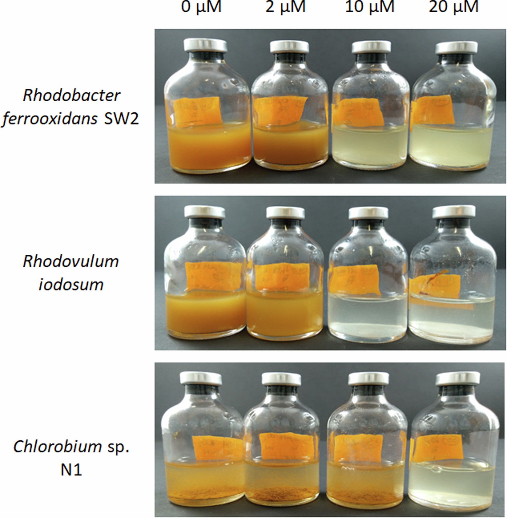 Extended Data Fig. 5: Inhibition can occur during abiotic reactions between nitrite and Fe(II).