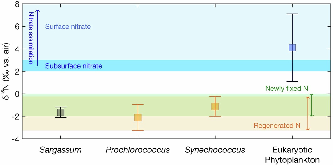 Extended Data Fig. 1: Nitrogen isotope values of Sargassum, Prochlorococcus, Synechococcus, and Eukaryotic Phytoplankton from the subtropical North Atlantic.