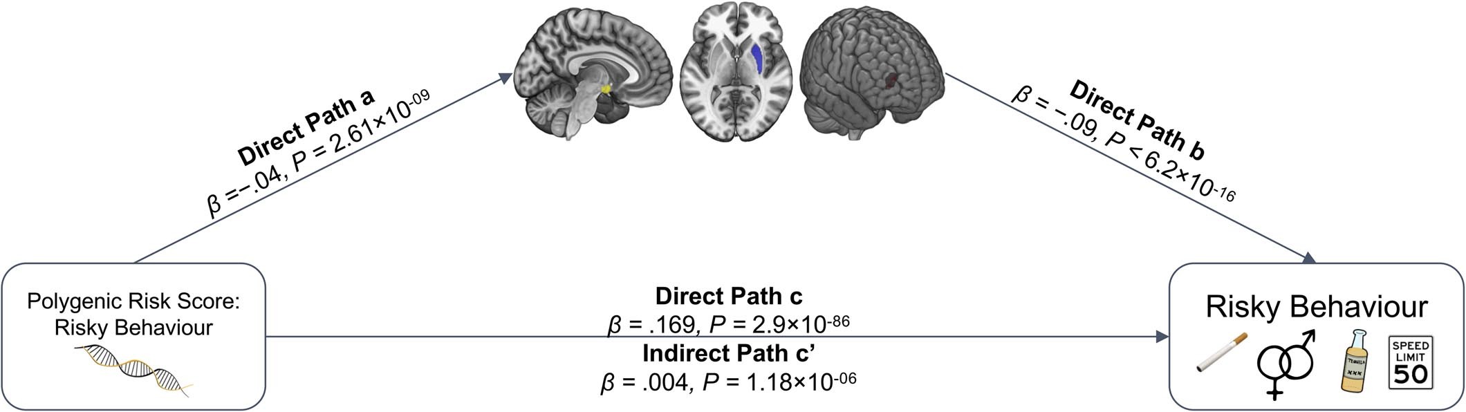 Extended Data Fig. 8: Mediation analysis of the association between PRS and risky behaviour with GMV in dlPFC, putamen and hypothalamus (N = 12,675).