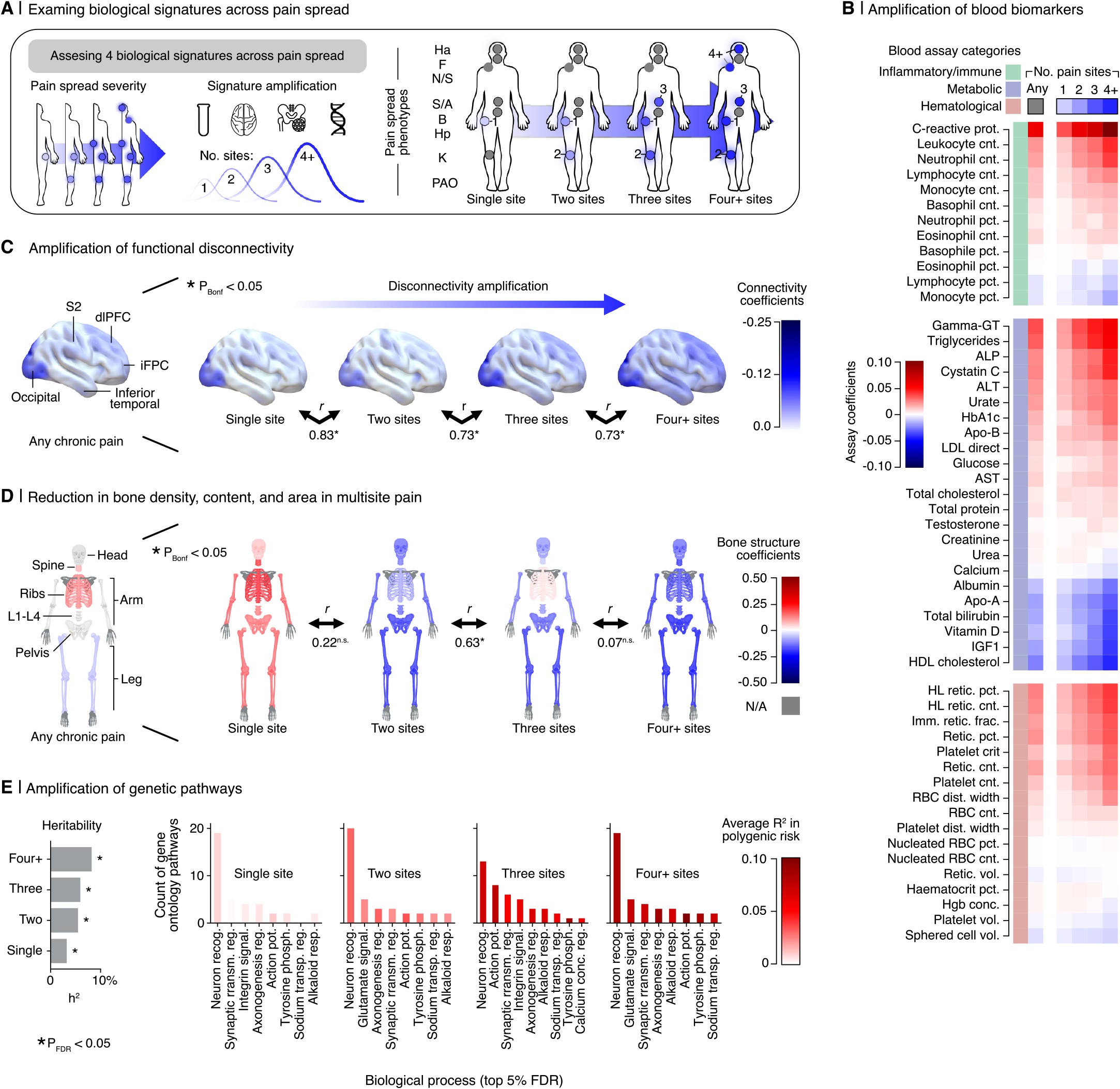 Extended Data Fig. 8: Biological pattern amplification in chronic pain spread.