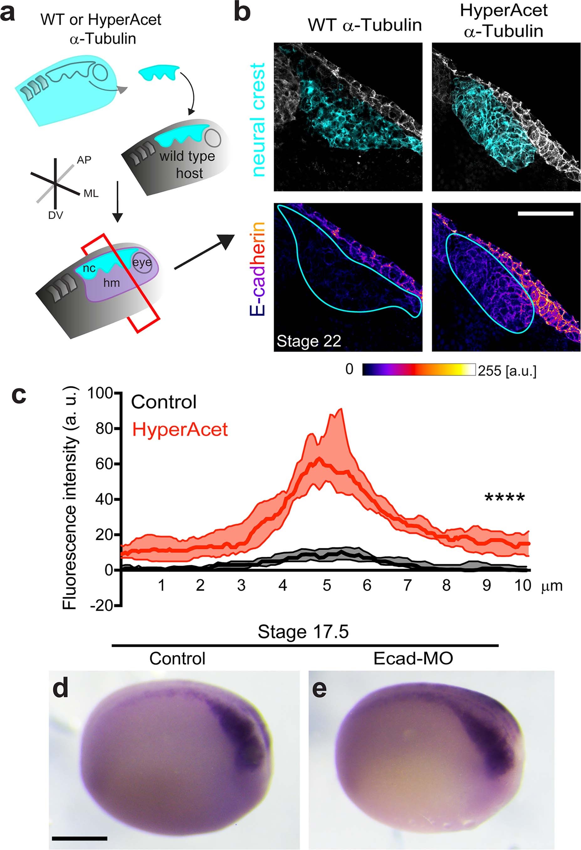 Extended Data Fig. 6: Microtubule acetylation retains E-cadherin at the NC cell-cell contacts.
