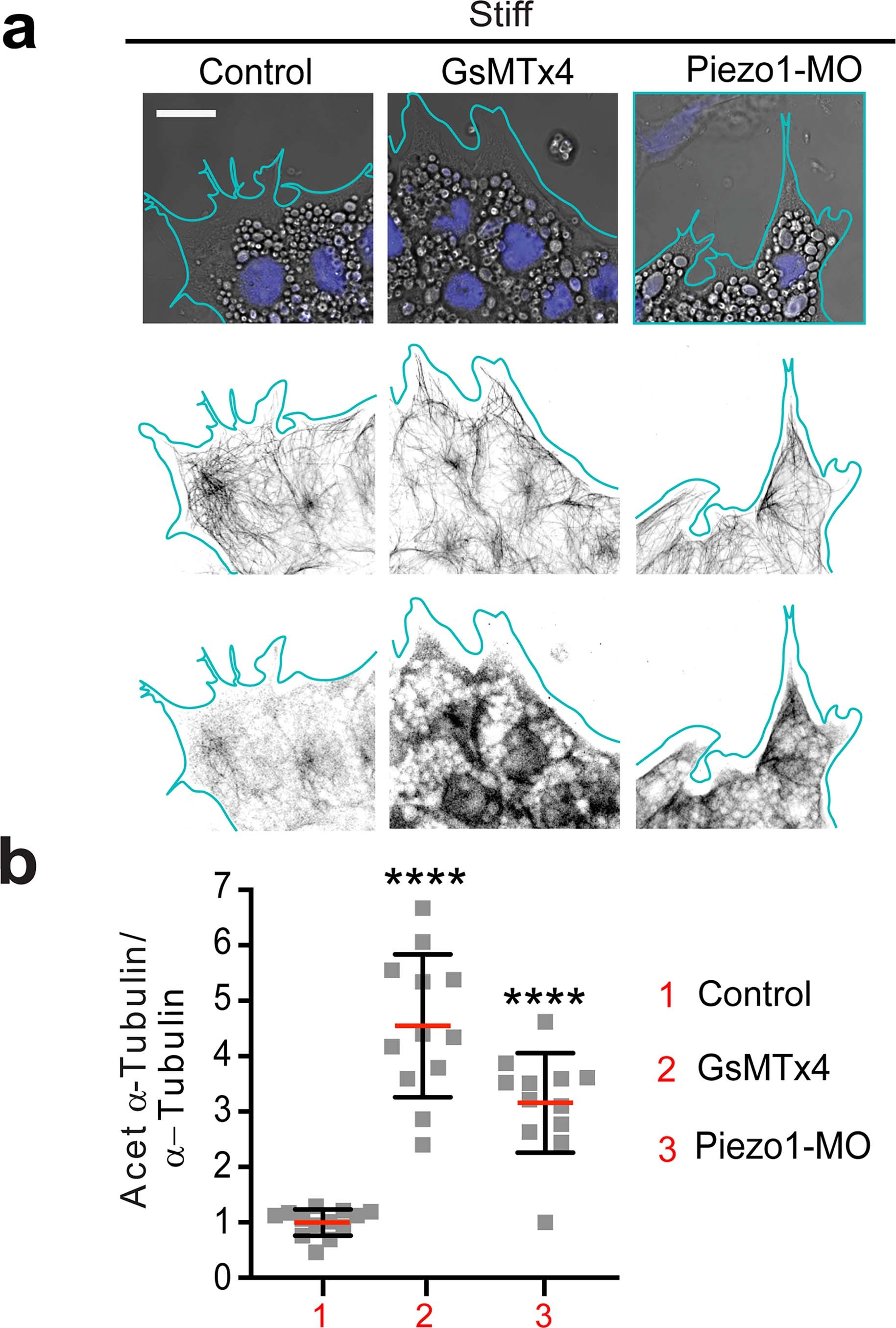 Extended Data Fig. 9: Piezo1 mechanosensing mediates NC microtubule acetylation.