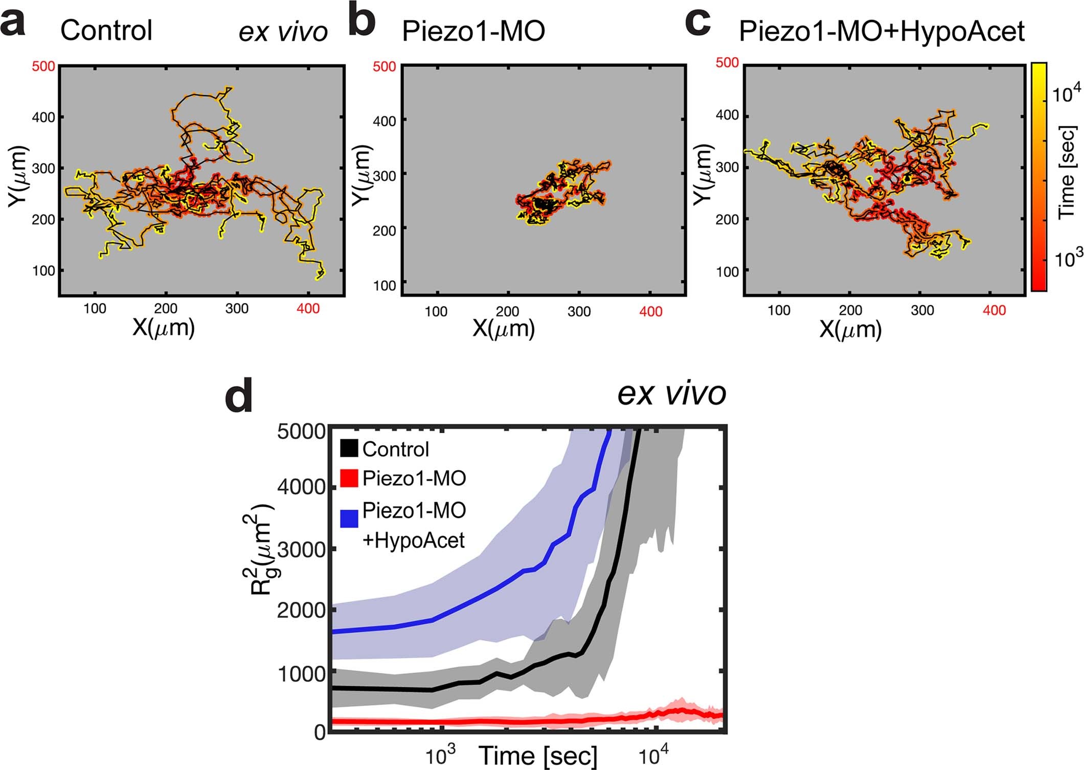 Extended Data Fig. 10: Piezo1 modulate NC cell spreading ex vivo.