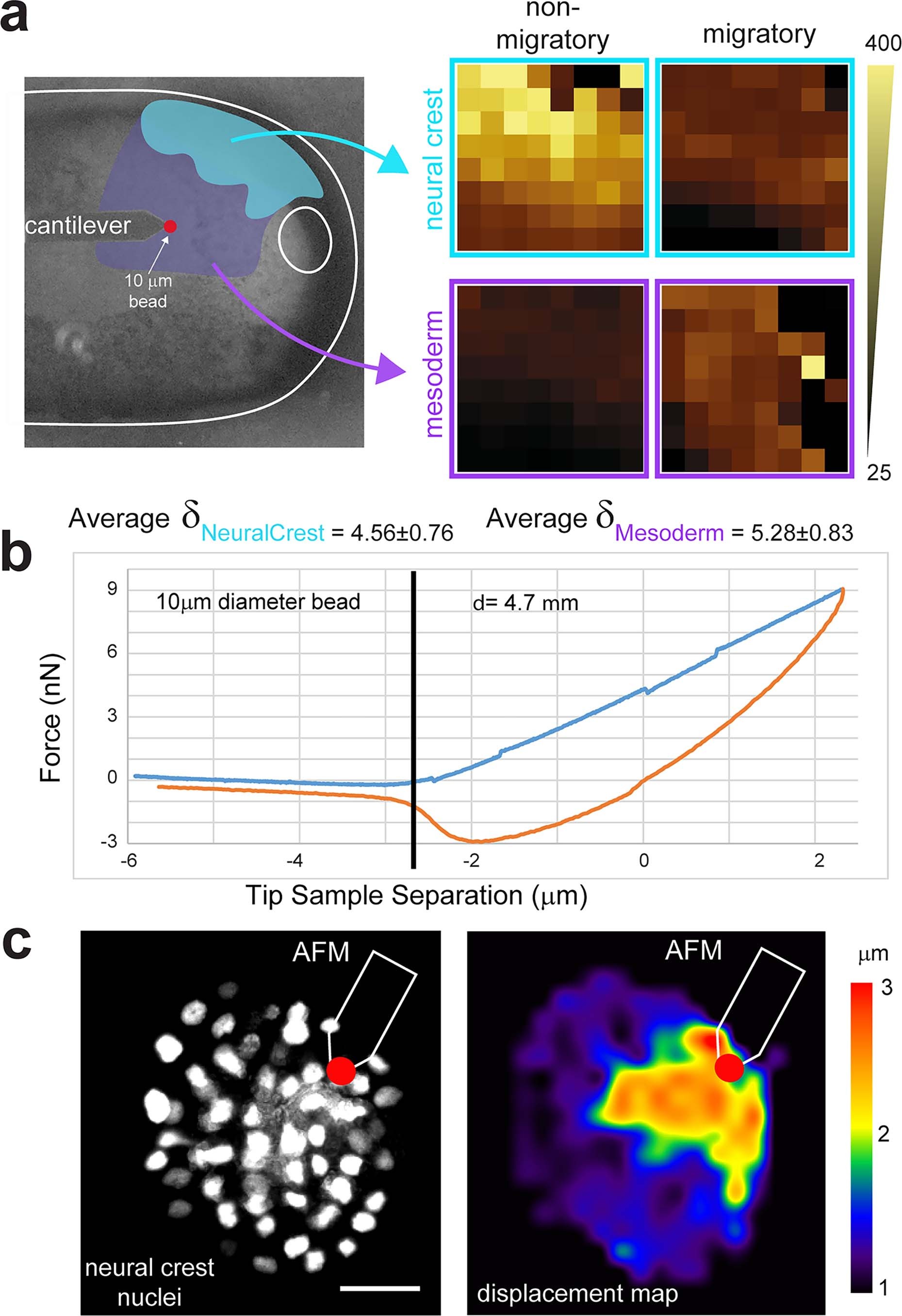 Extended Data Fig. 1: in vivo Atomic Force Microscopy experiments setup.