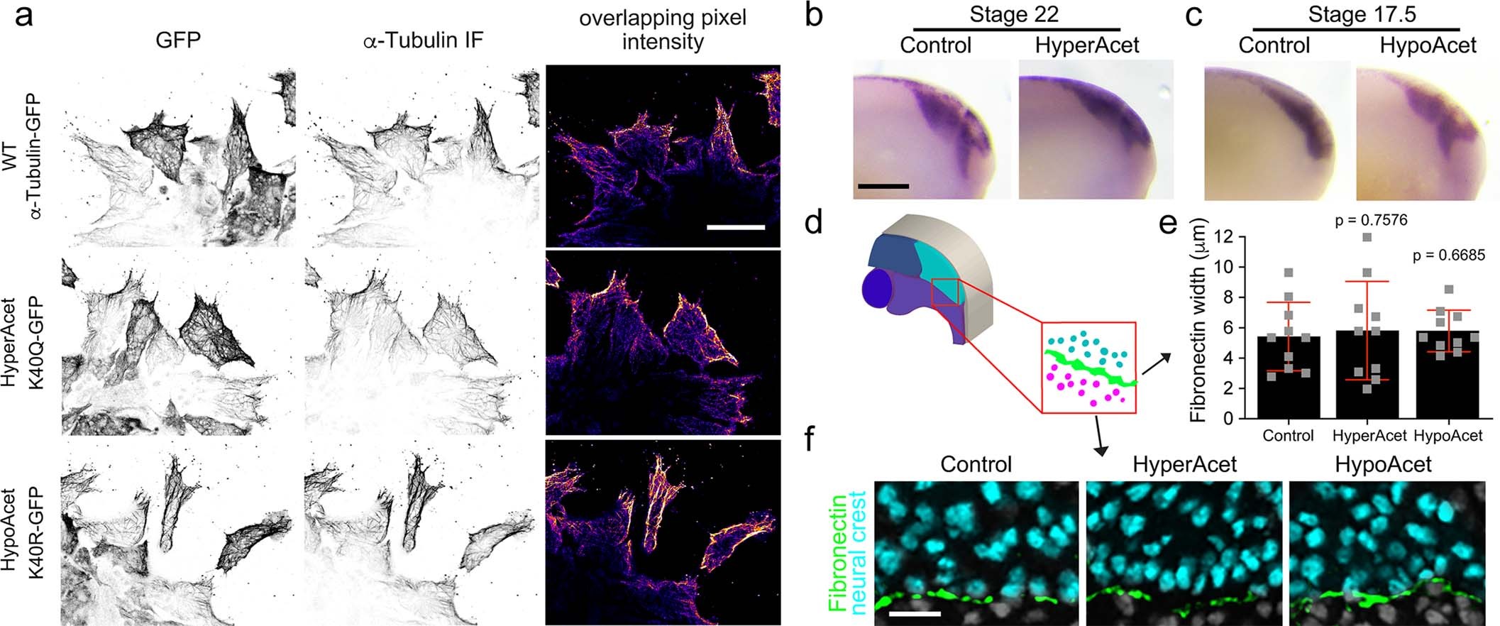 Extended Data Fig. 3: α-Tubulin constructs controls.
