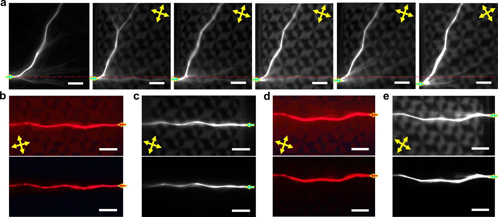 Extended Data Fig. 7: Optical soliton propagation within arrays with k = 1 vortices.