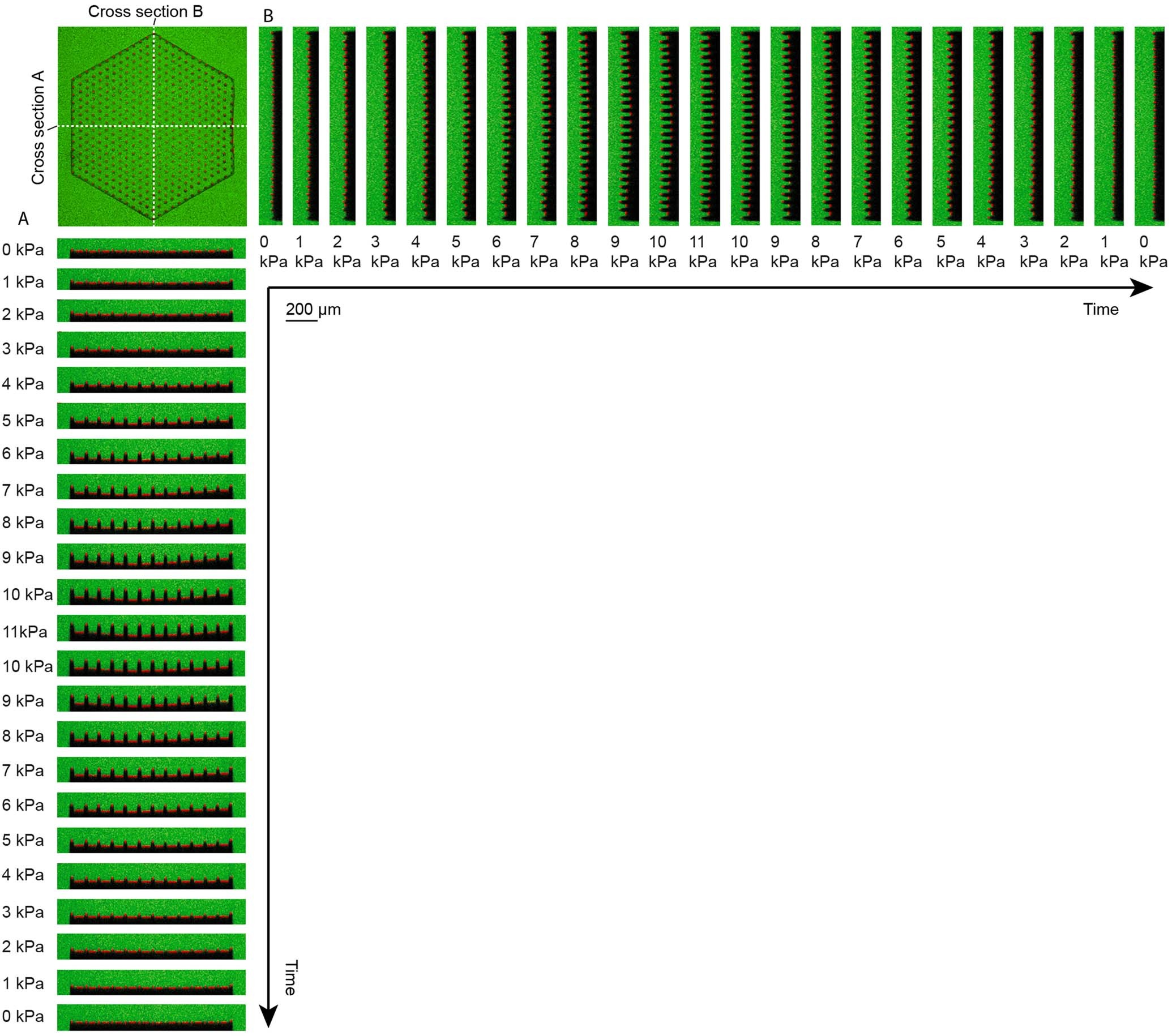 Extended Data Fig. 7: Confocal images of hexagon-walled pillar-array structure at two cross sections (A and B) during loading and unloading underwater pressure.