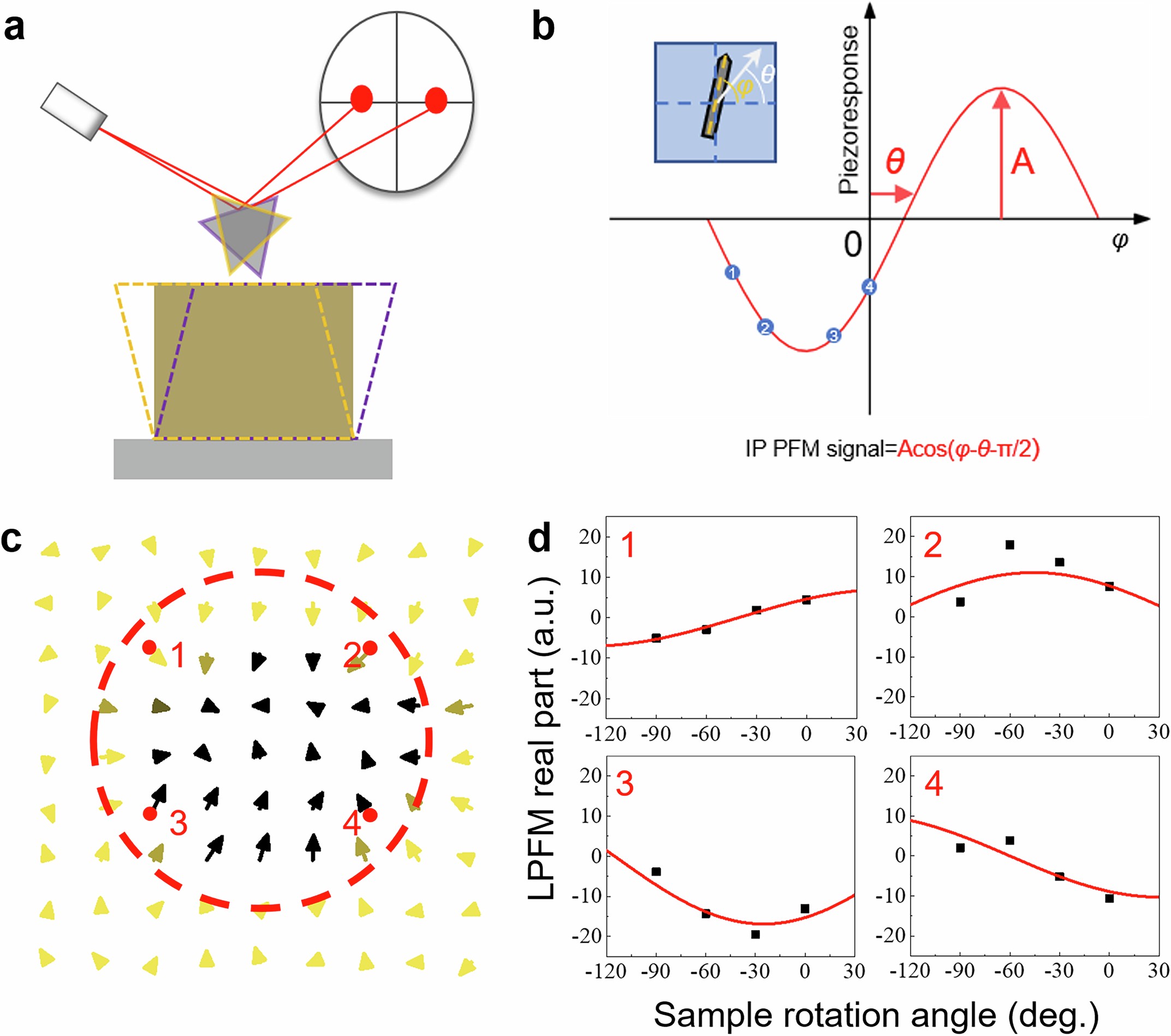 Extended Data Fig. 2: Construction of the in-plane (IP) piezoresponse vector map.