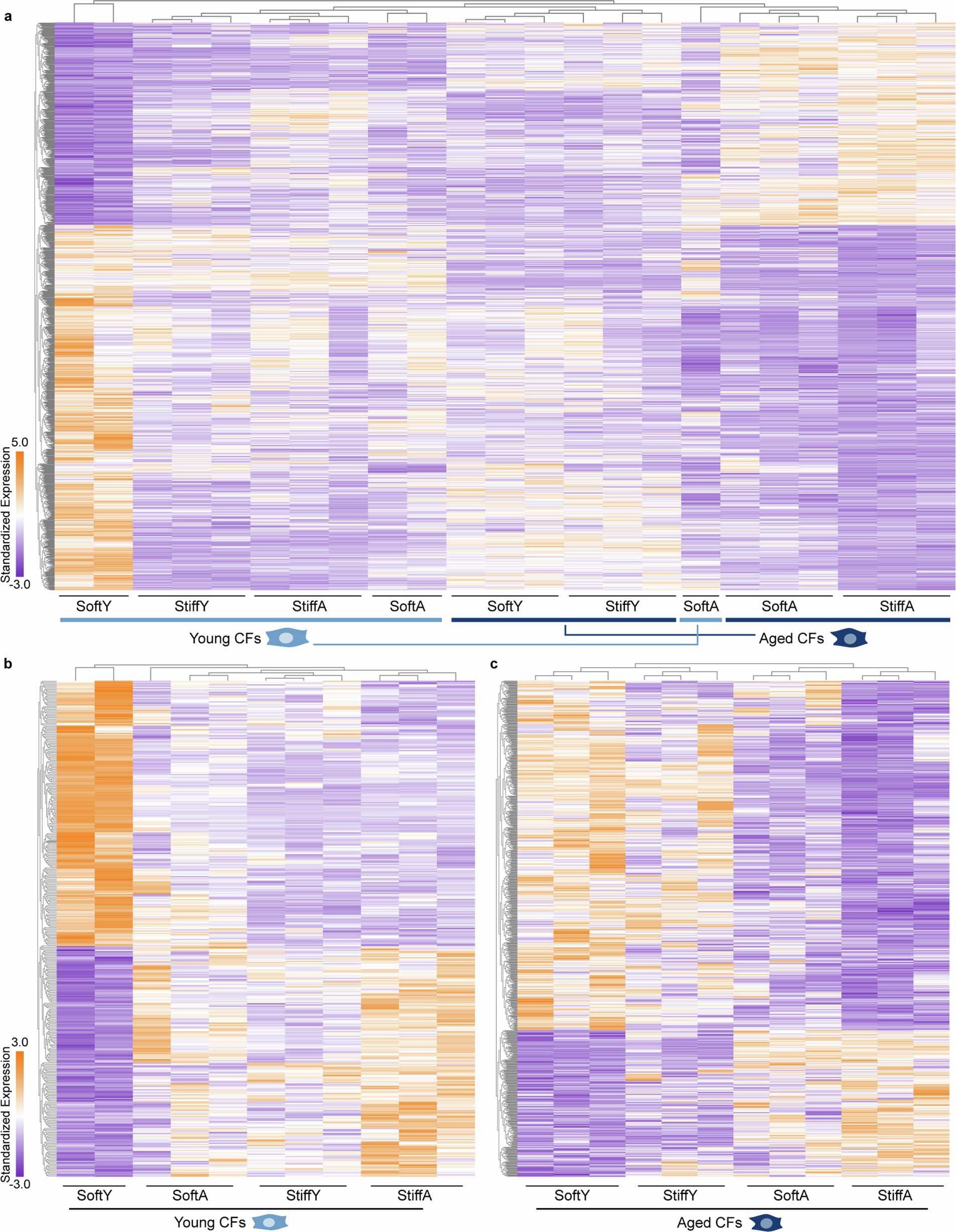 Extended Data Fig. 4: CF activation/quiescence and aging/rejuvenation-like phenotypes shown by original DEG heatmaps with dendrograms.