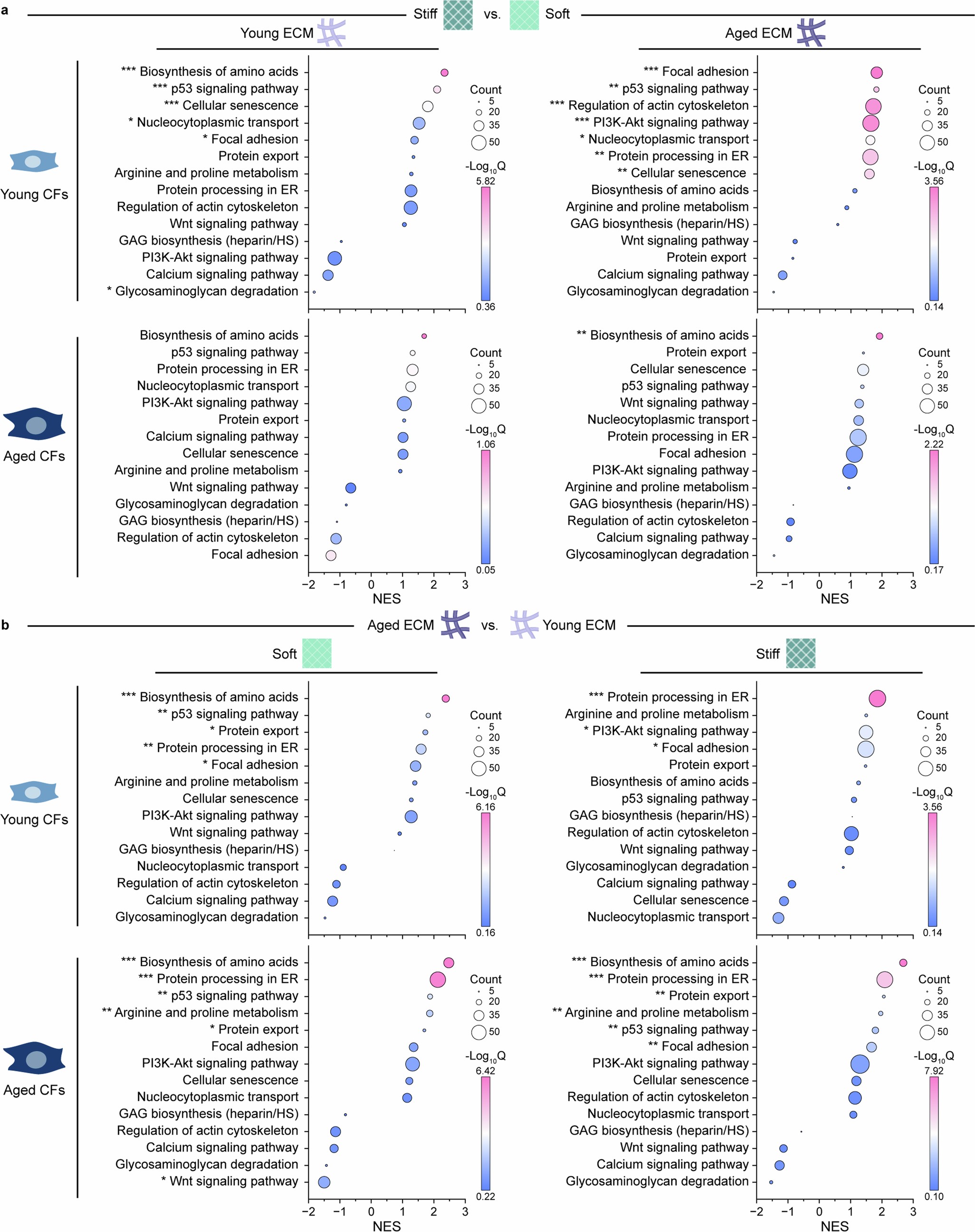 Extended Data Fig. 5: KEGG enrichment analysis of CFs seeded on DECIPHER samples.