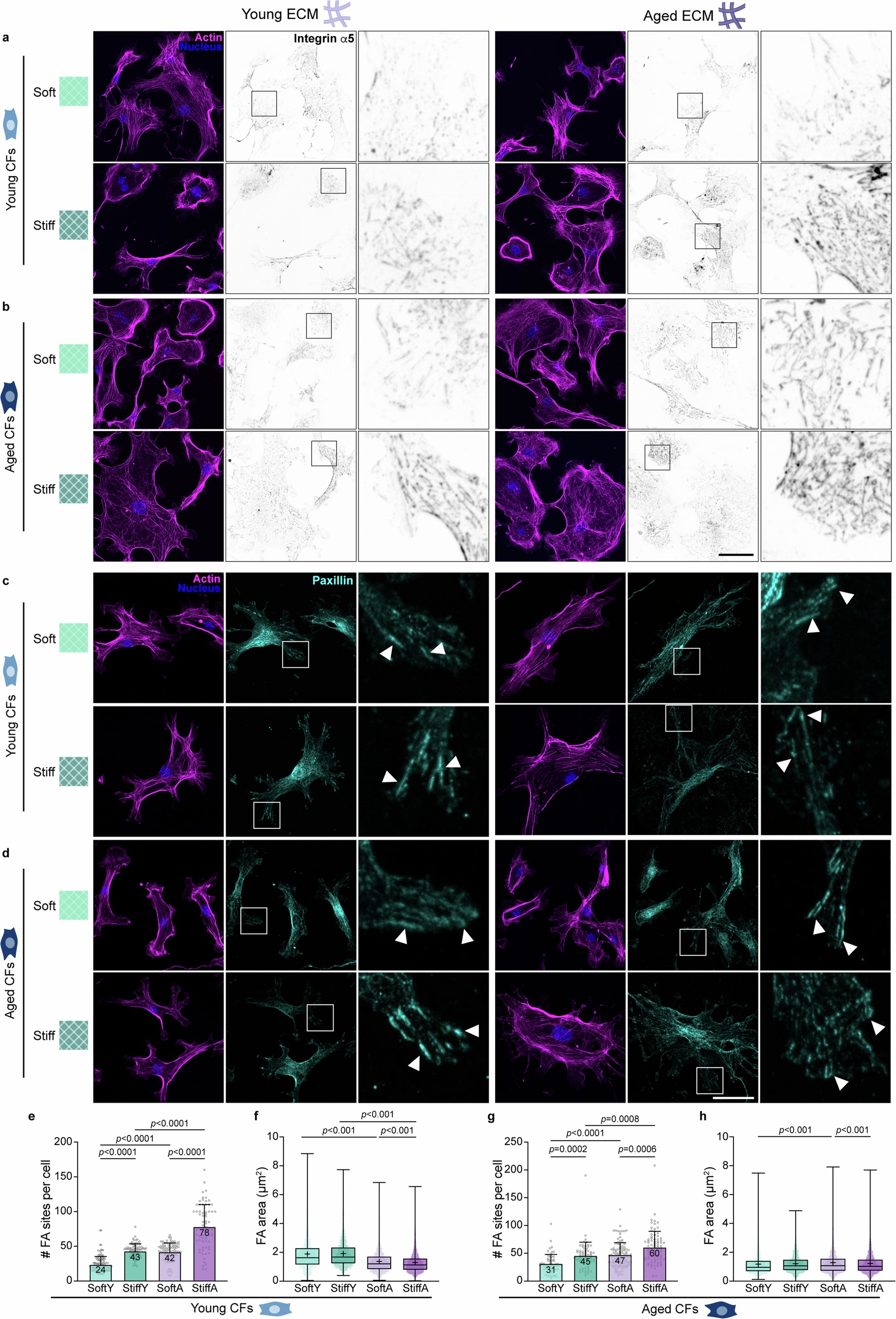 Extended Data Fig. 7: Integrin and focal adhesion formation on DECIPHER scaffolds.