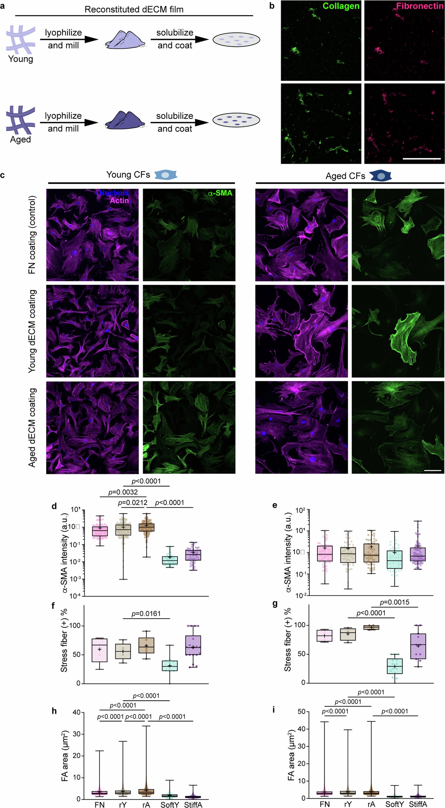 Extended Data Fig. 10: Conventional reconstituted dECM films do not recapitulate native tissue properties.
