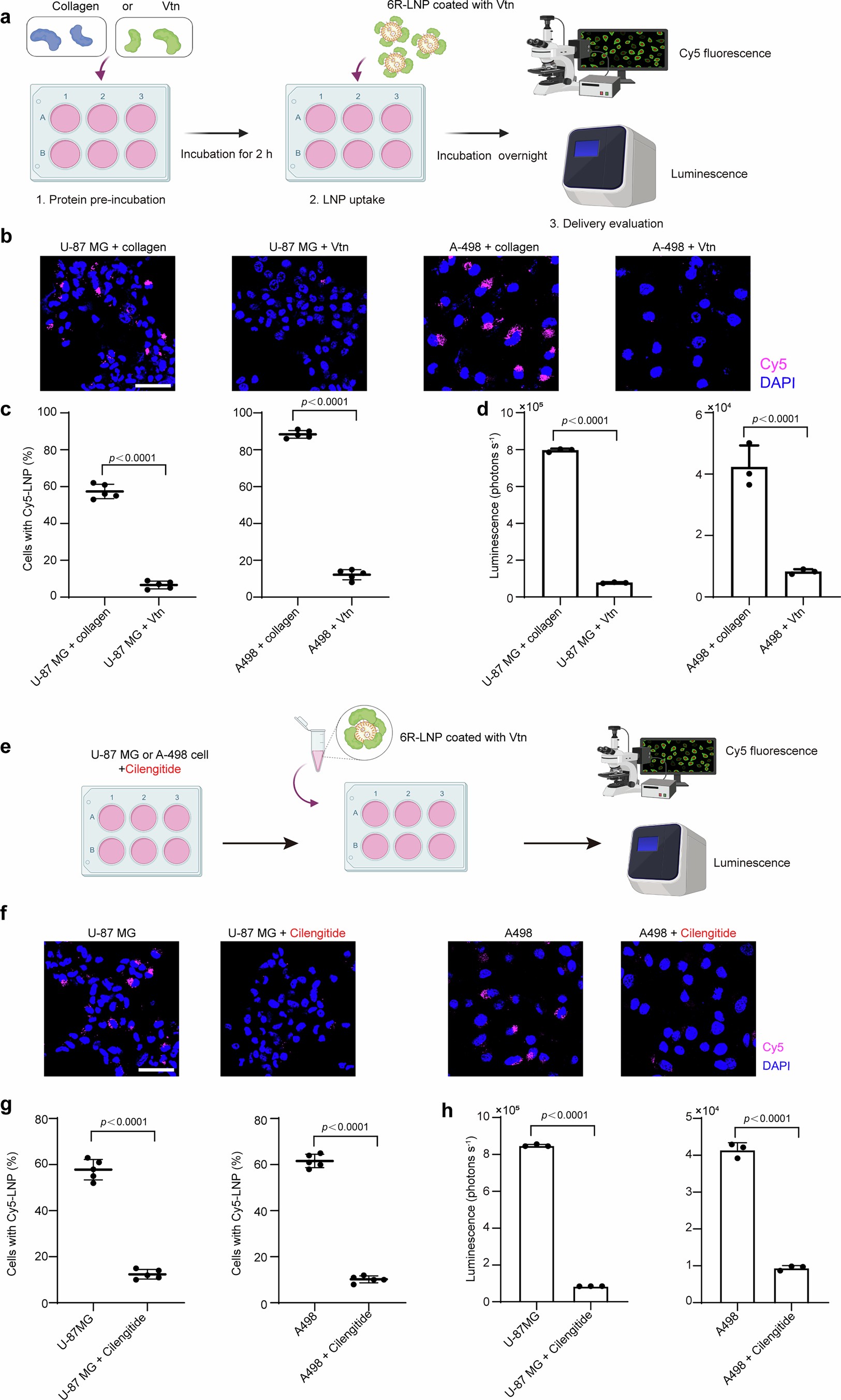 Extended Data Fig. 5: Blocking Vtn receptors reduces cellular uptake of 6R-LNP.